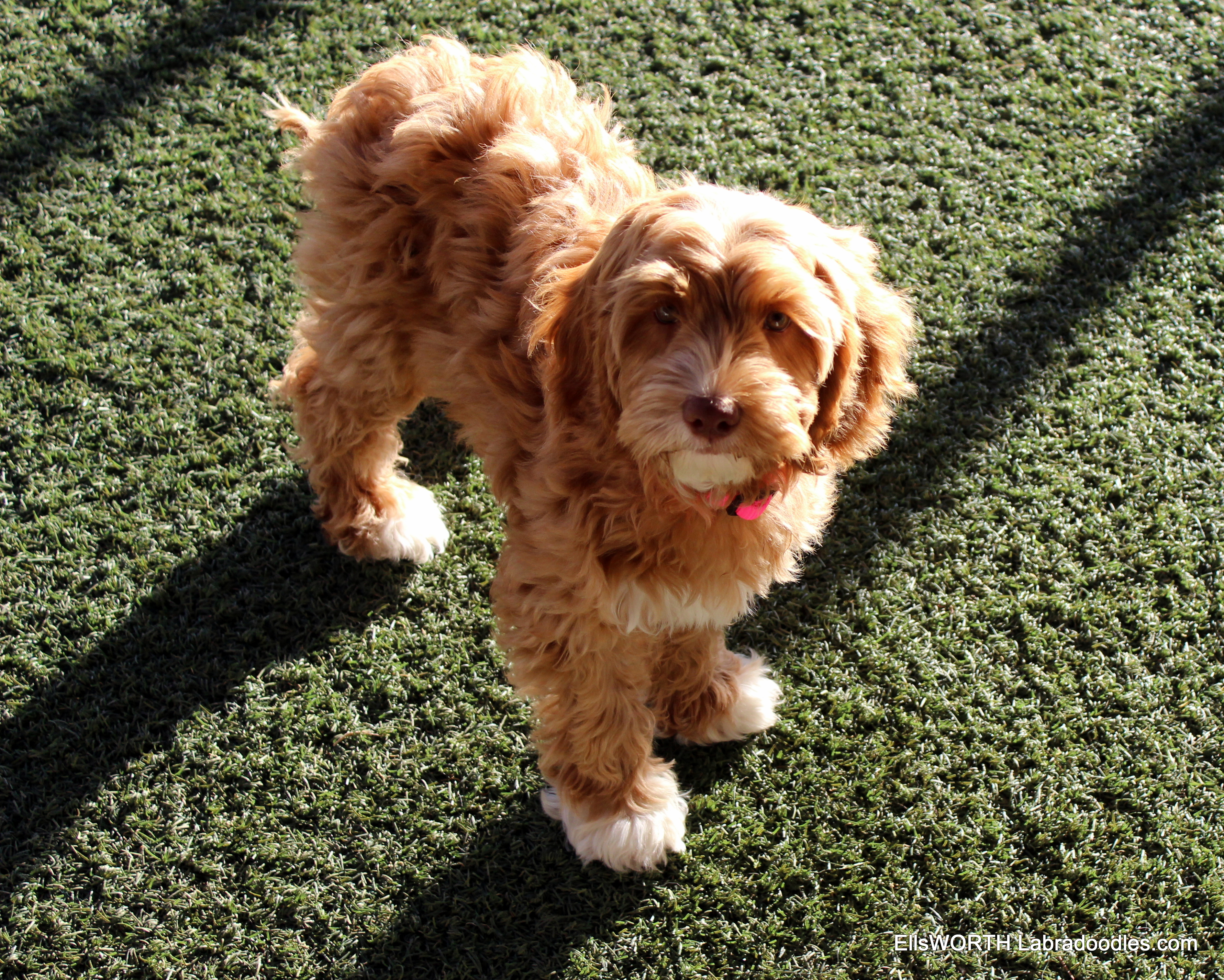 13 weeks old