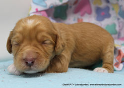 His eyes aren't quite open yet