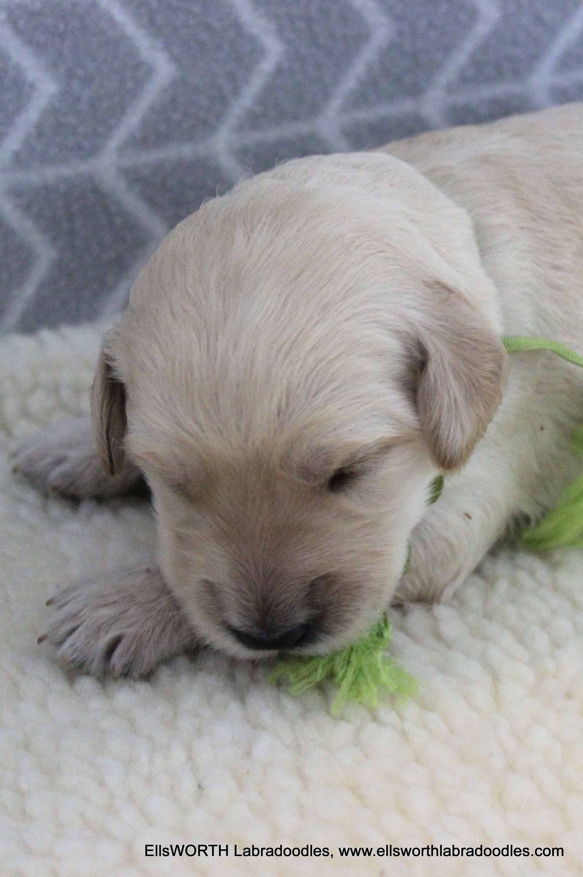2 weeks old weight: 2.07 lbs