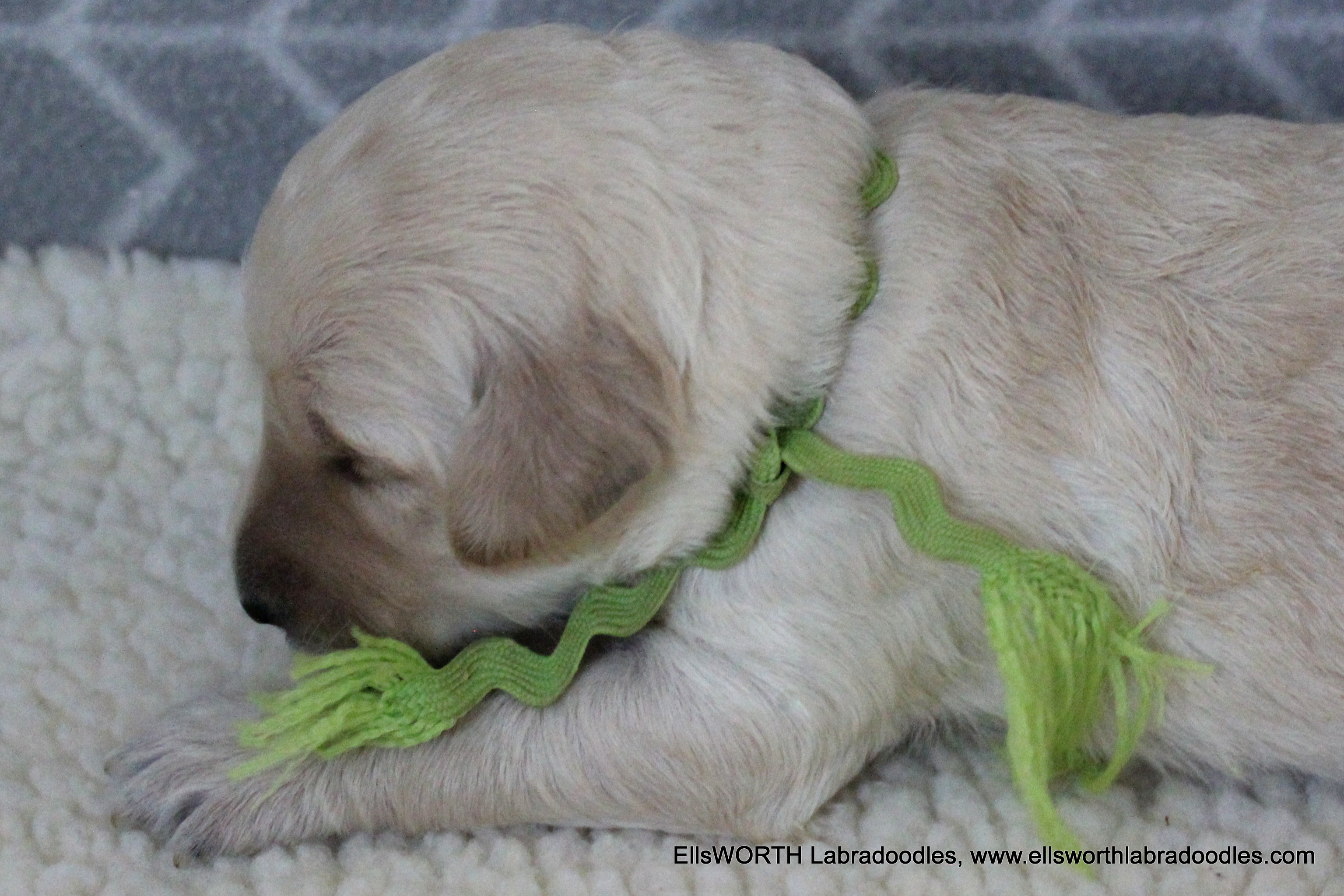 2 weeks old