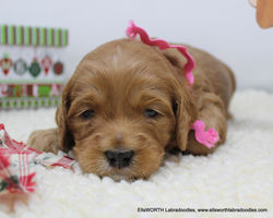 3 weeks old weighs 2 lbs 8 oz.