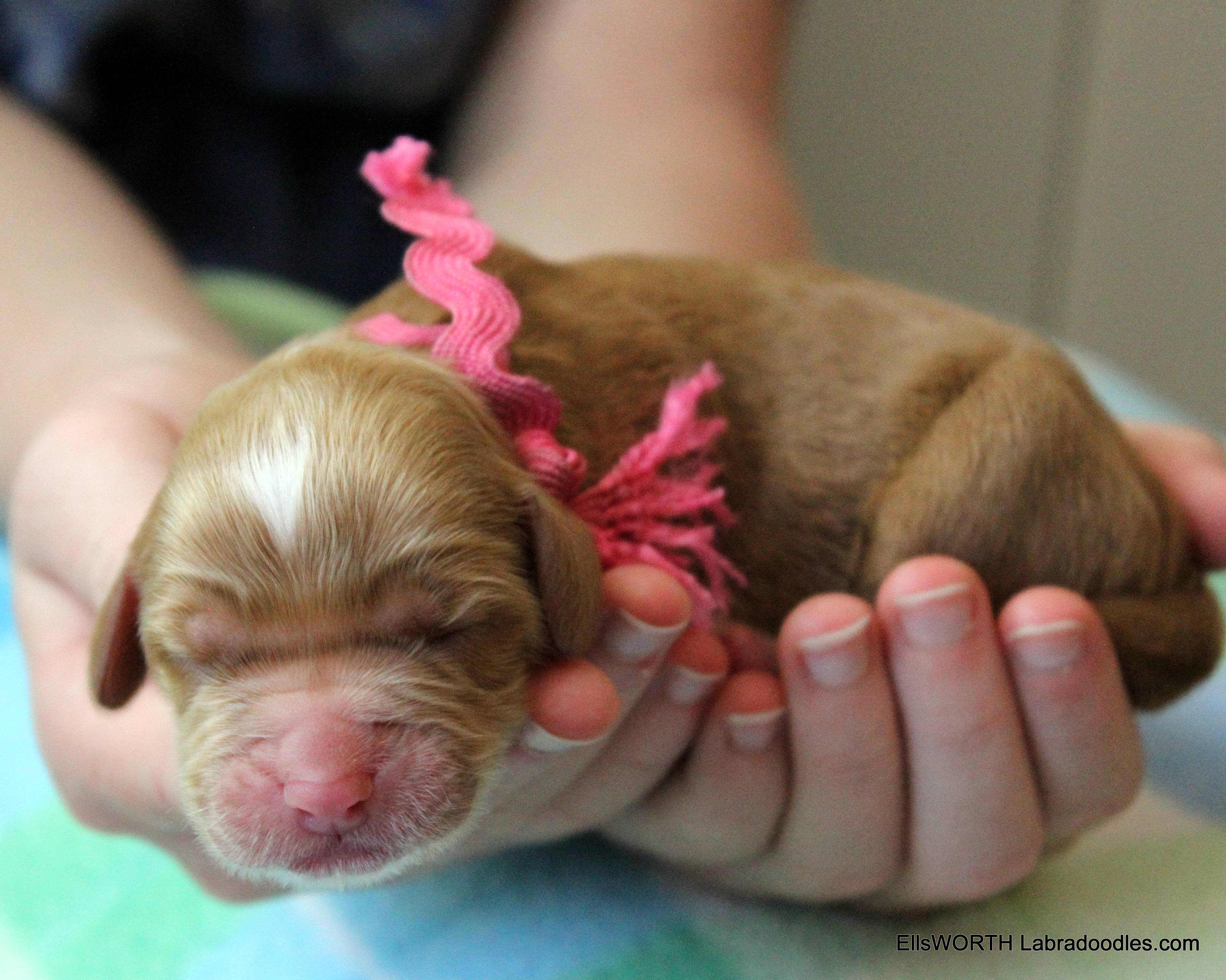 4th puppy born at 4:55 AM