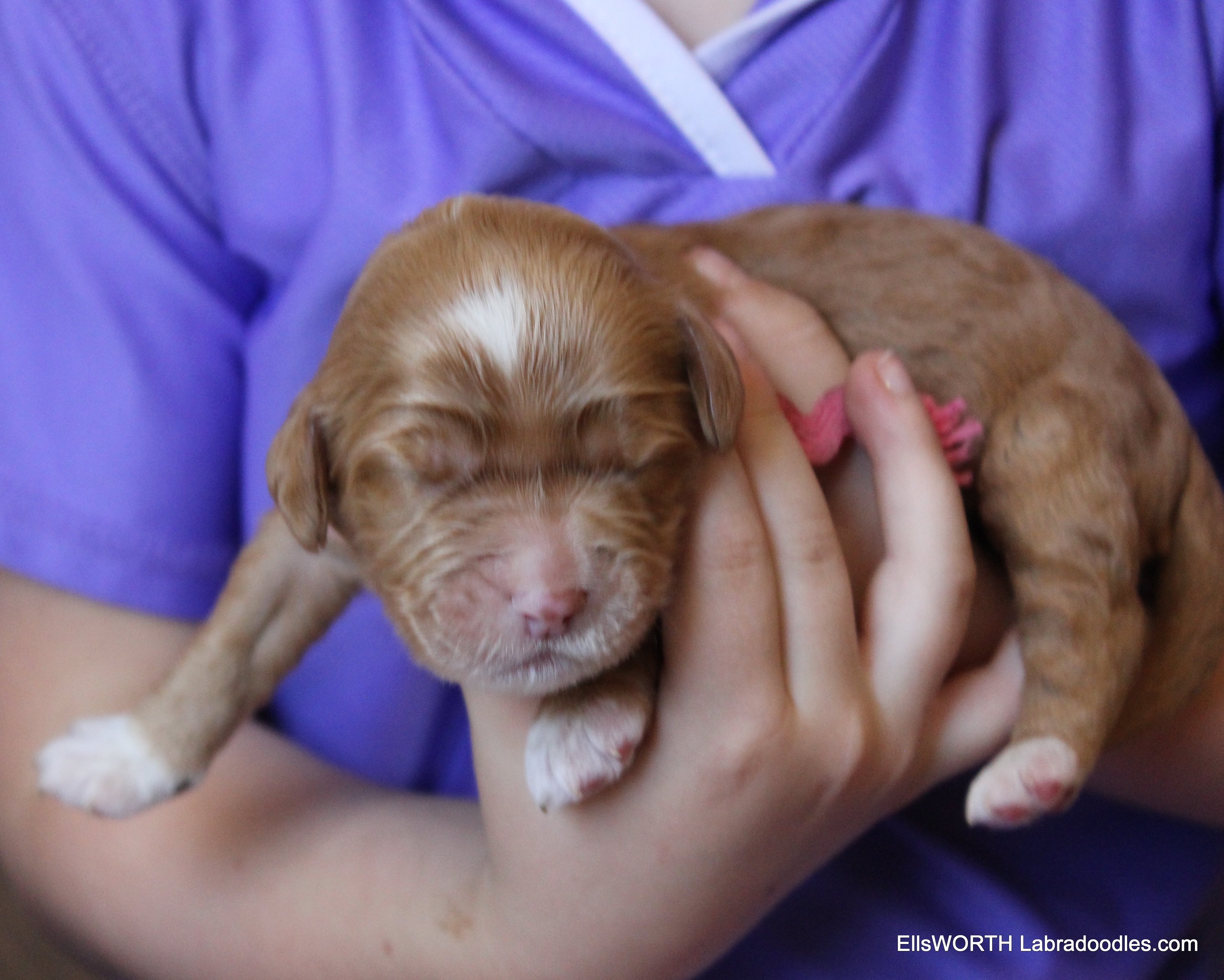 1 week old weighs 1.14 lbs