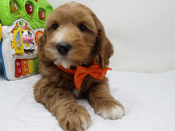 He has a higher energy level