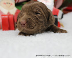 2 weeks old weighs 1.12 lbs