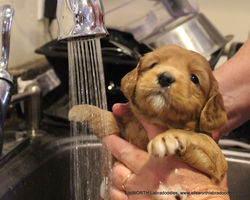 4 weeks old weighs 3.6 lbs