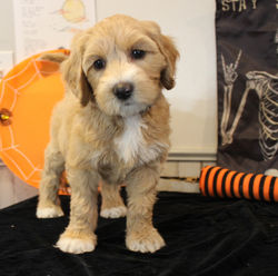 6 weeks old weighs 6 lbs