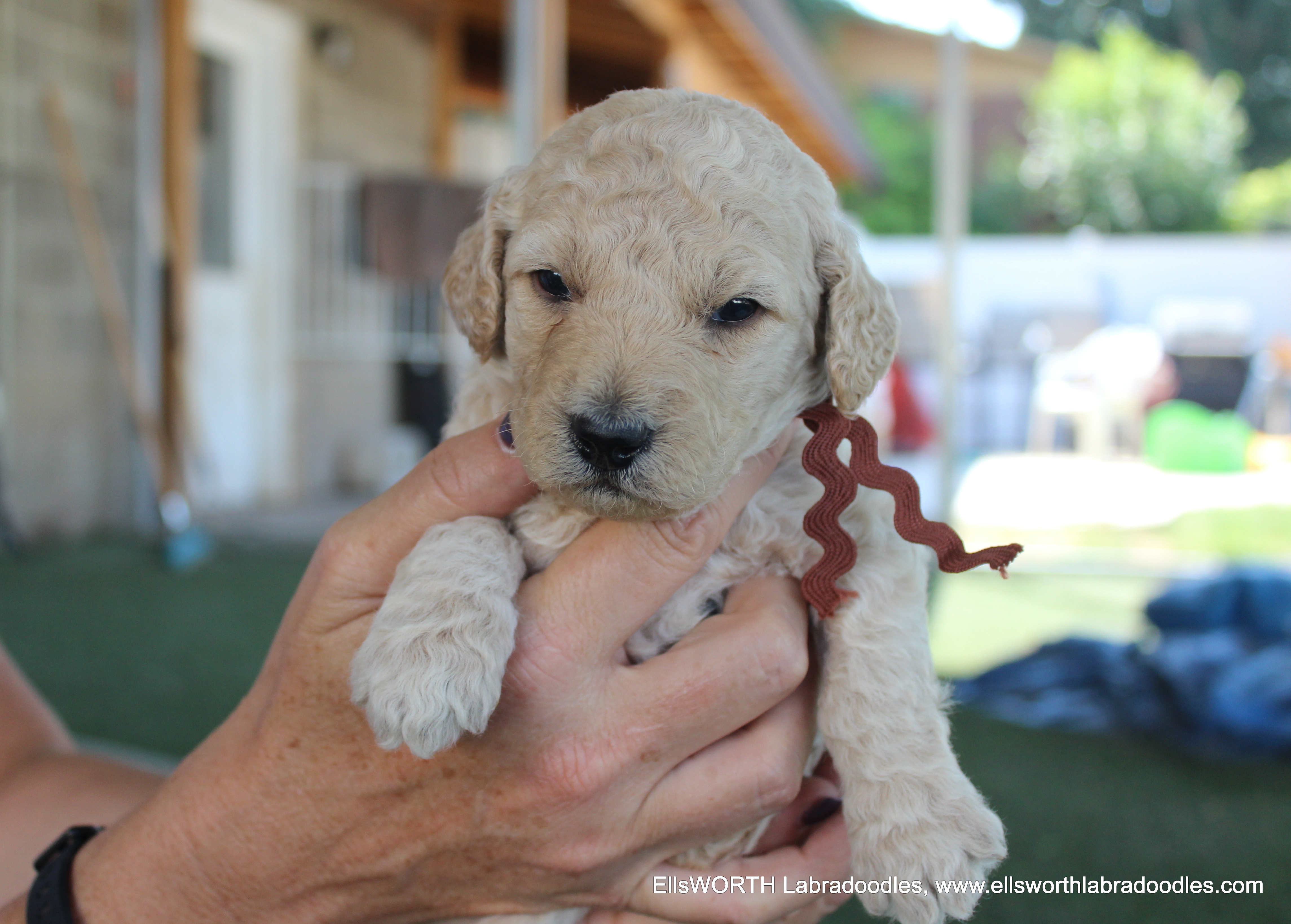 3 weeks old weighs 2.12 lbs.