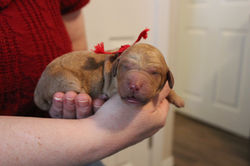 5 days old weighs 1.47 lbs