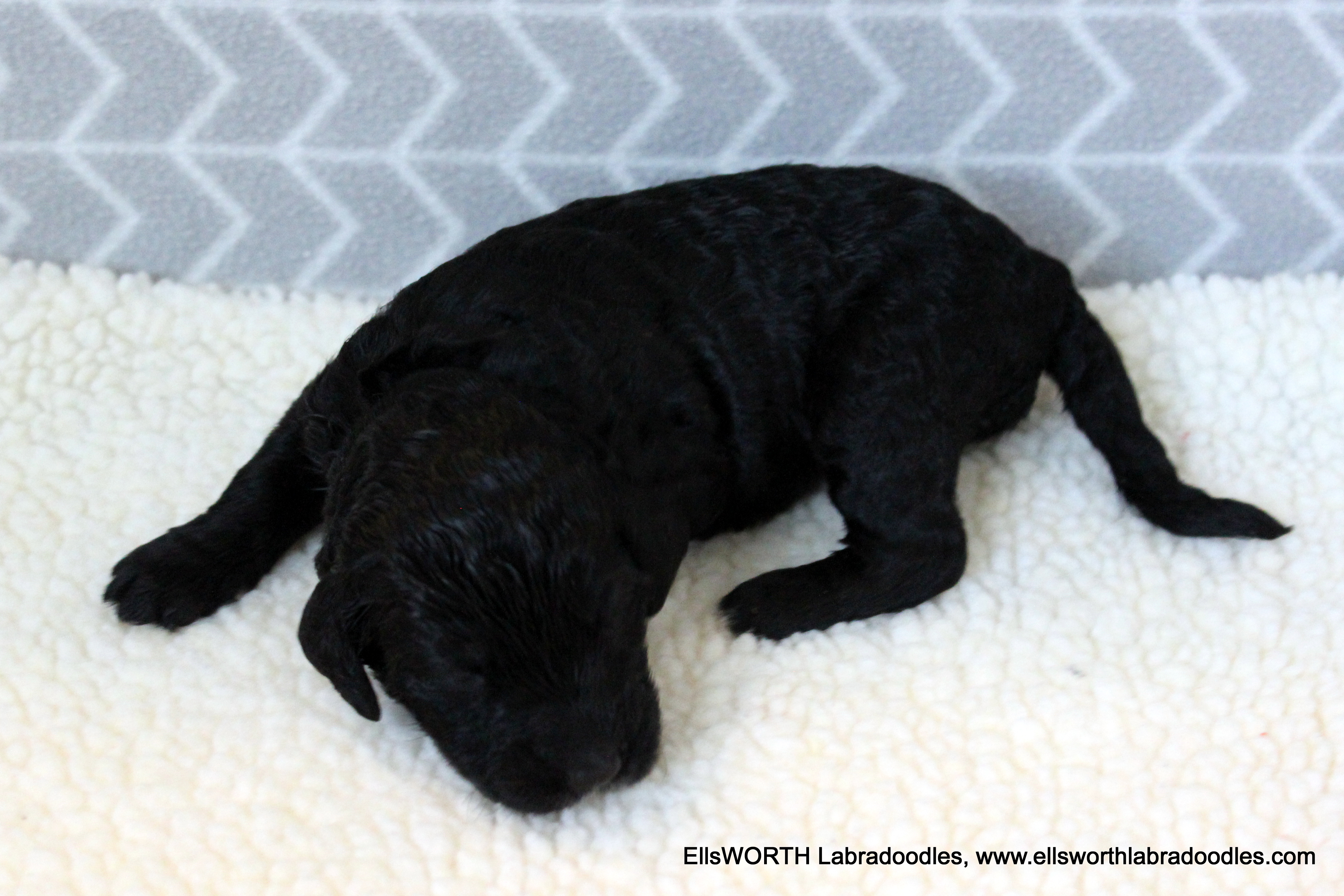 2 weeks old