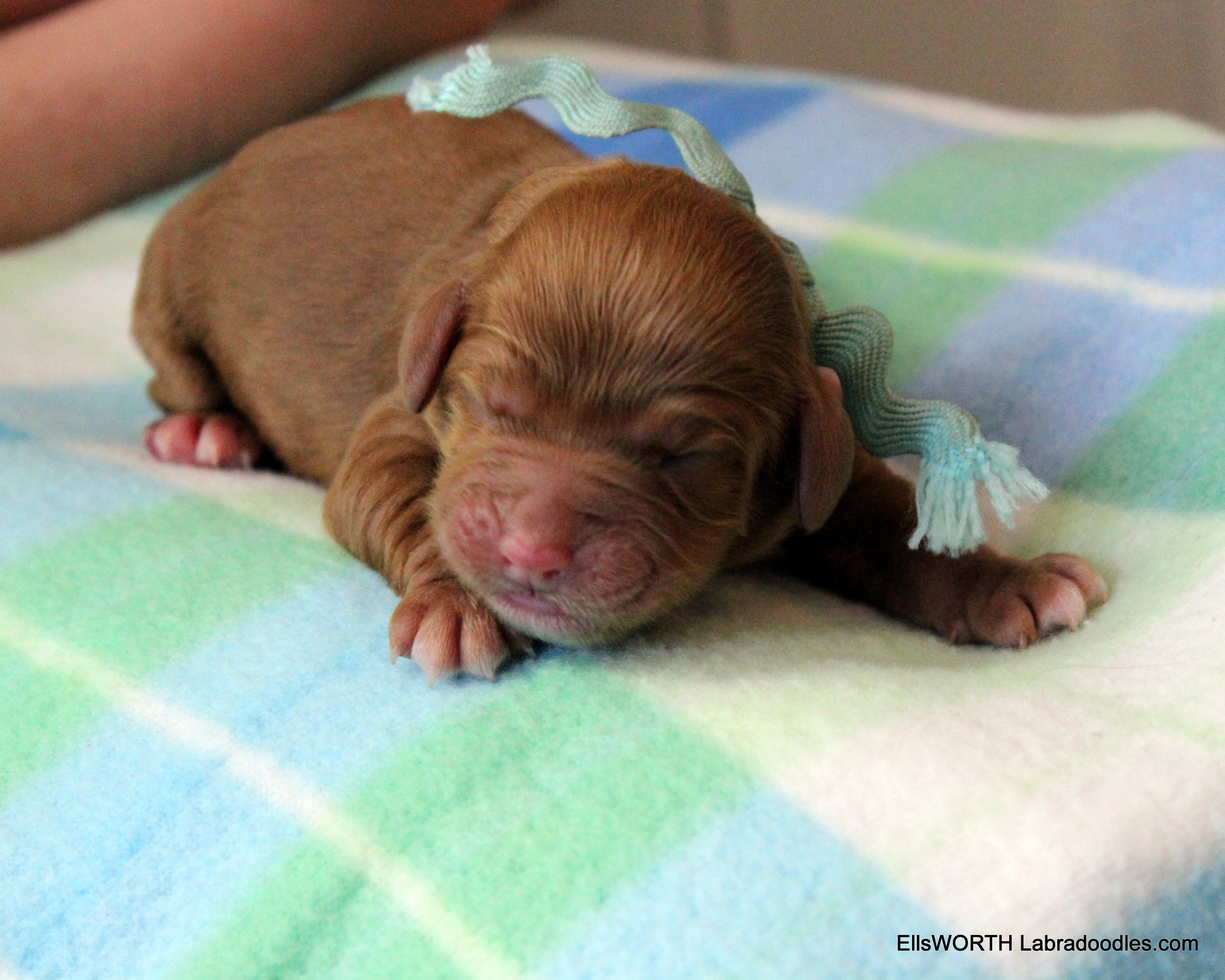 6th puppy born at 6:05 AM