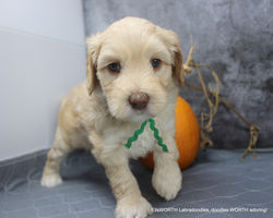 5 weeks old weighs 4.4 lbs