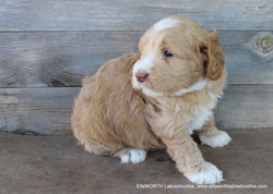He has the most white markings