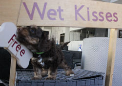 smaller than Milo,(the other tri colored phantom pup)