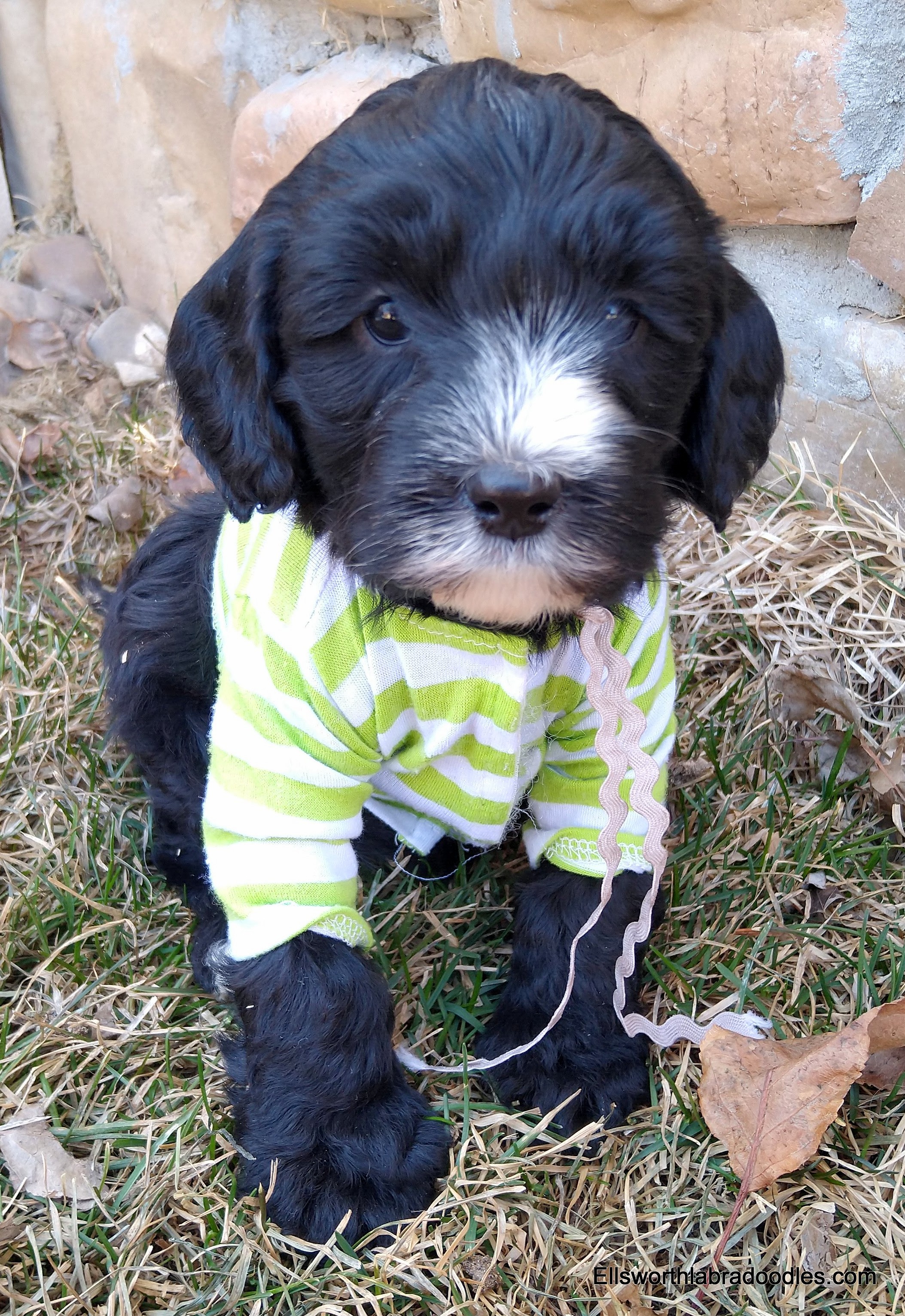 6 weeks