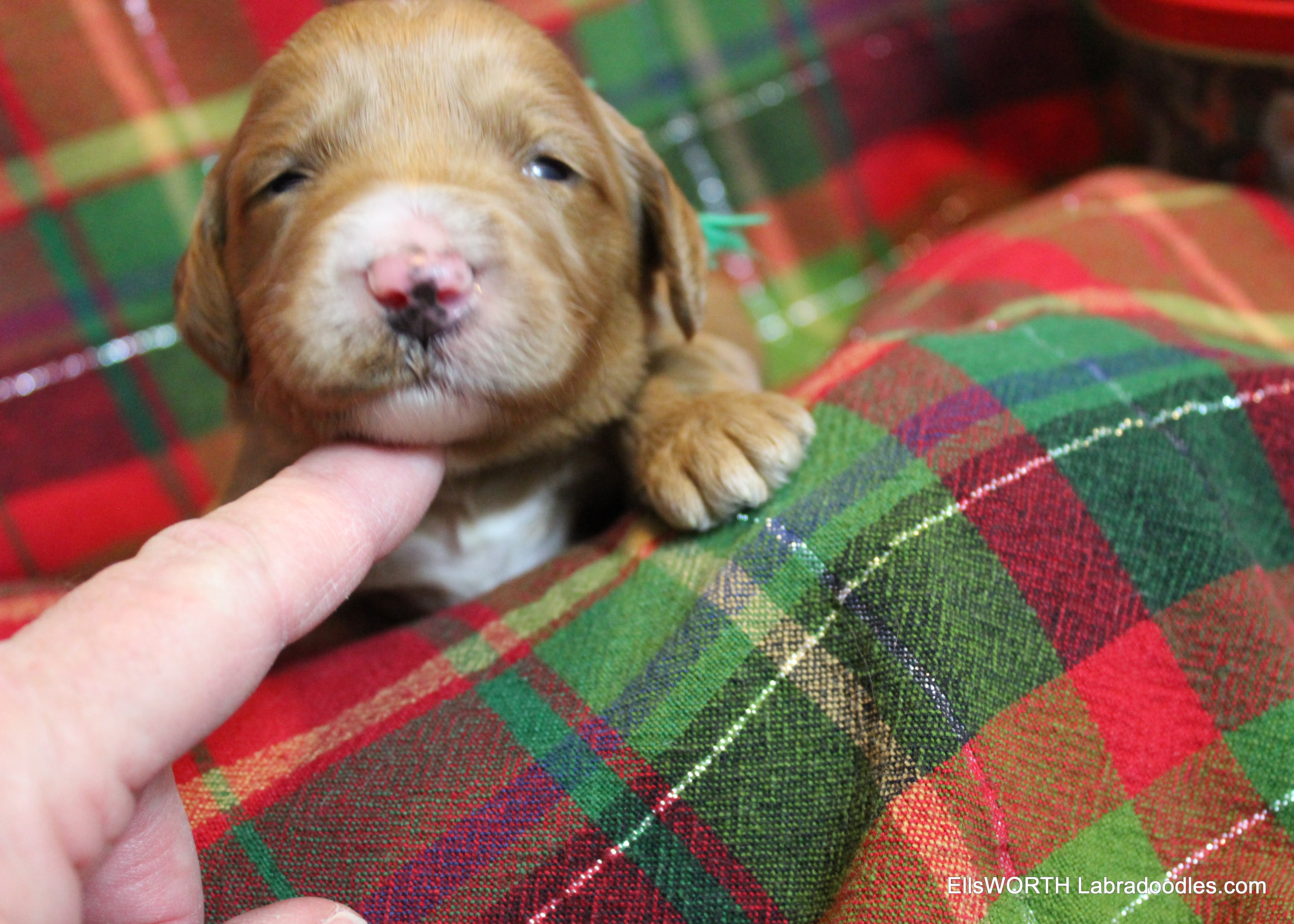 2 weeks old weighs 2.39 lbs