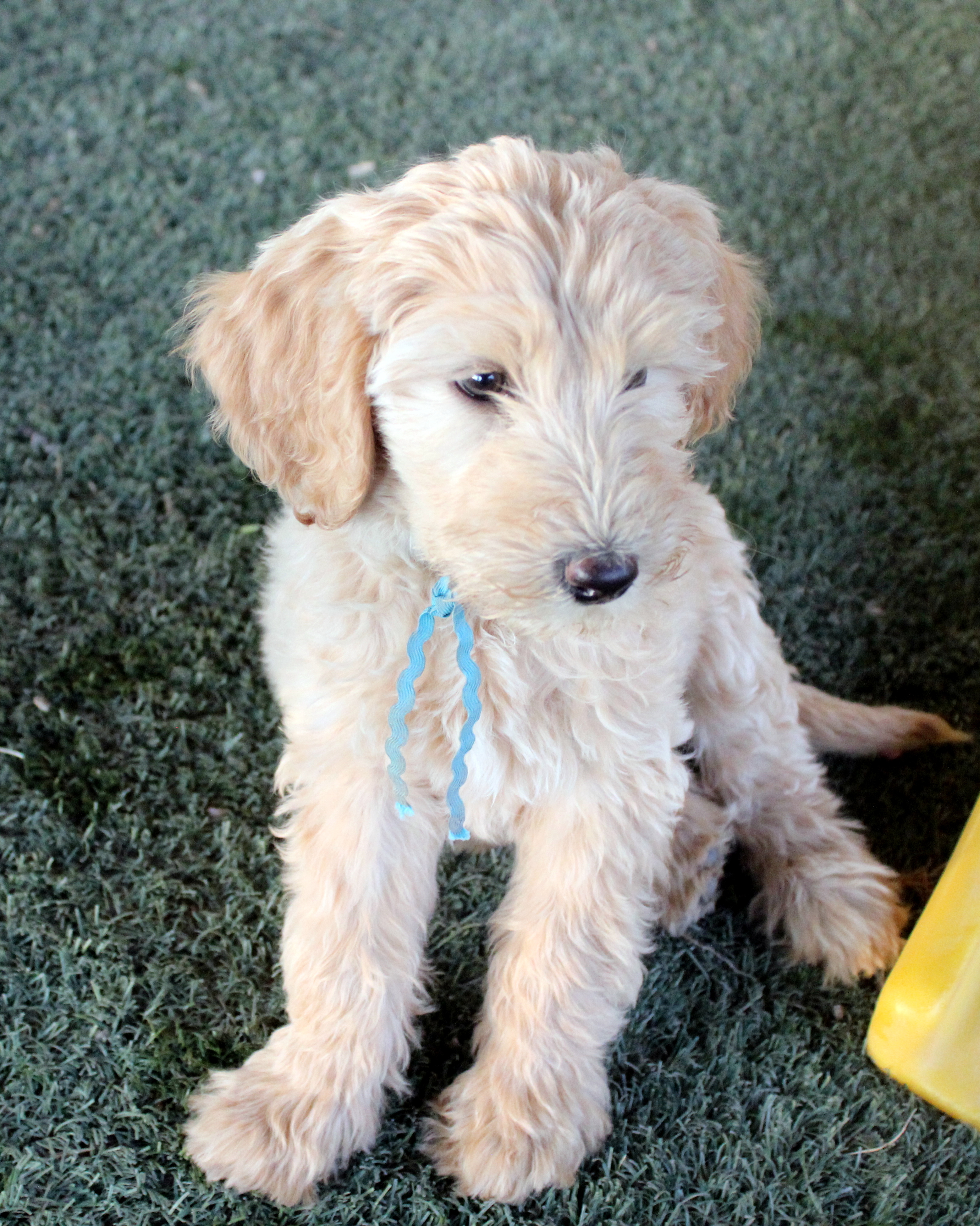 9 weeks old weighs 8.8 lbs