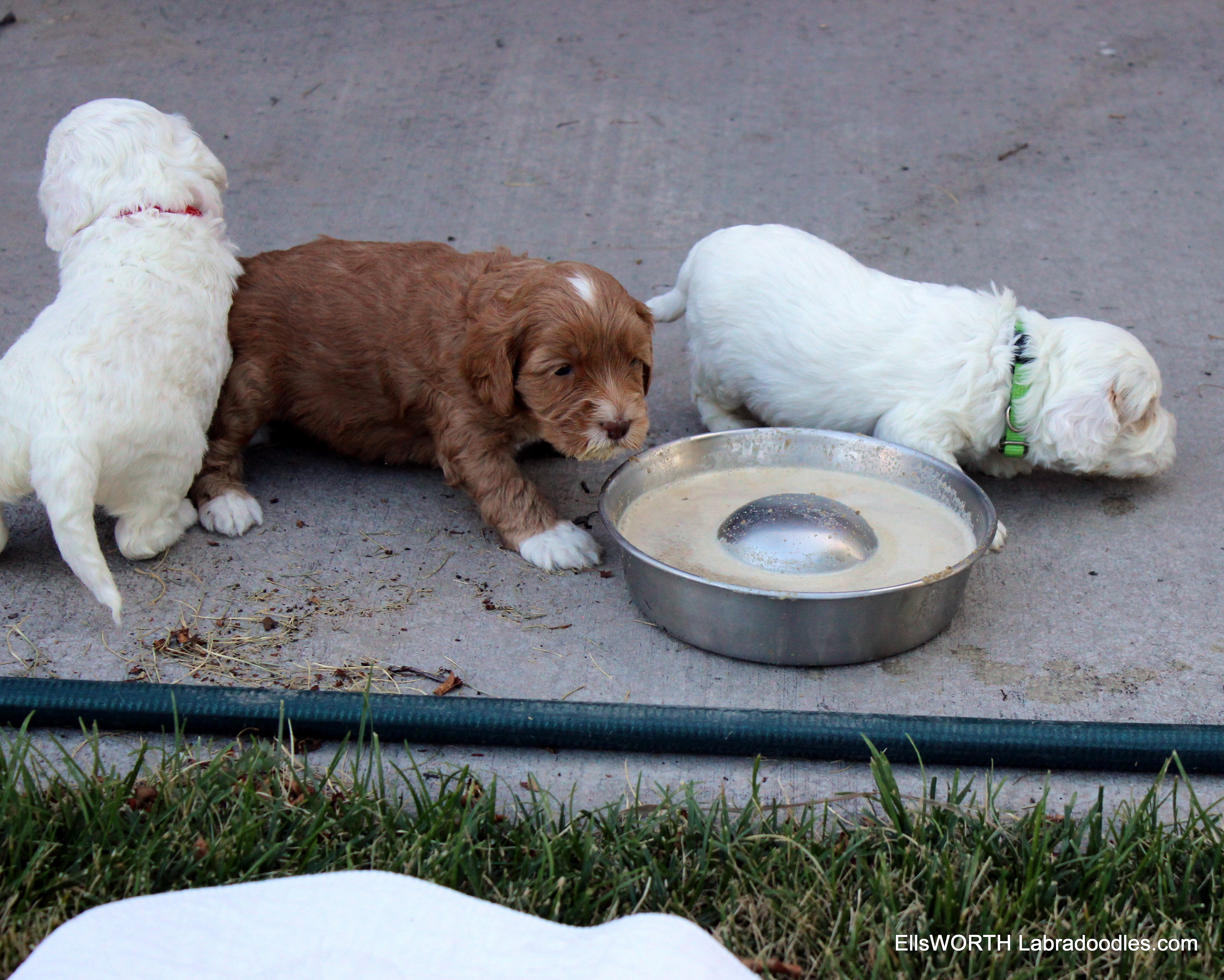 outside in the front yard for