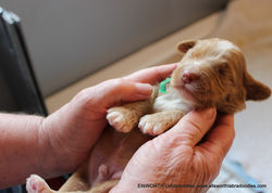 nose is starting to darken