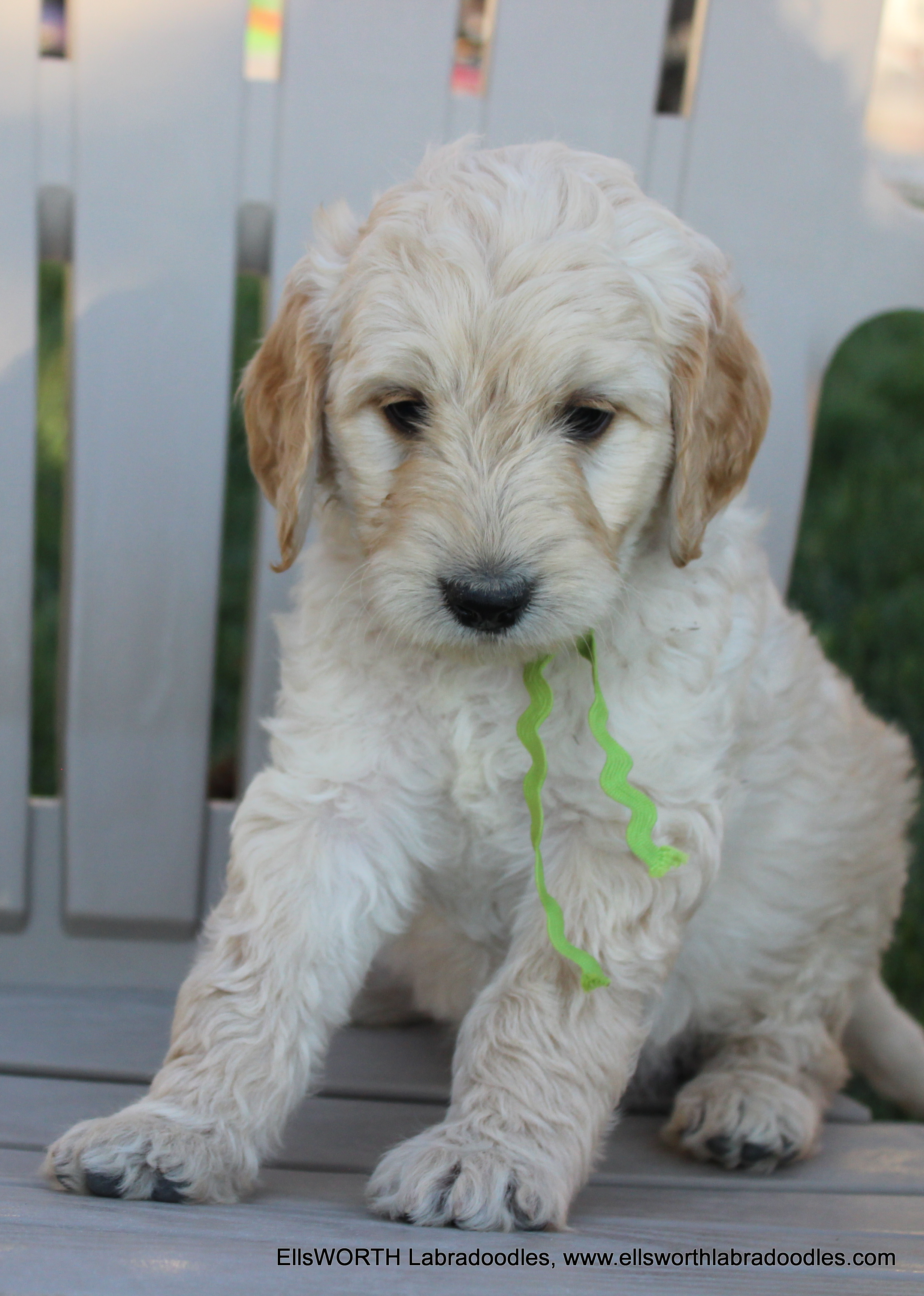 6 weeks old weighs 6.6 lbs
