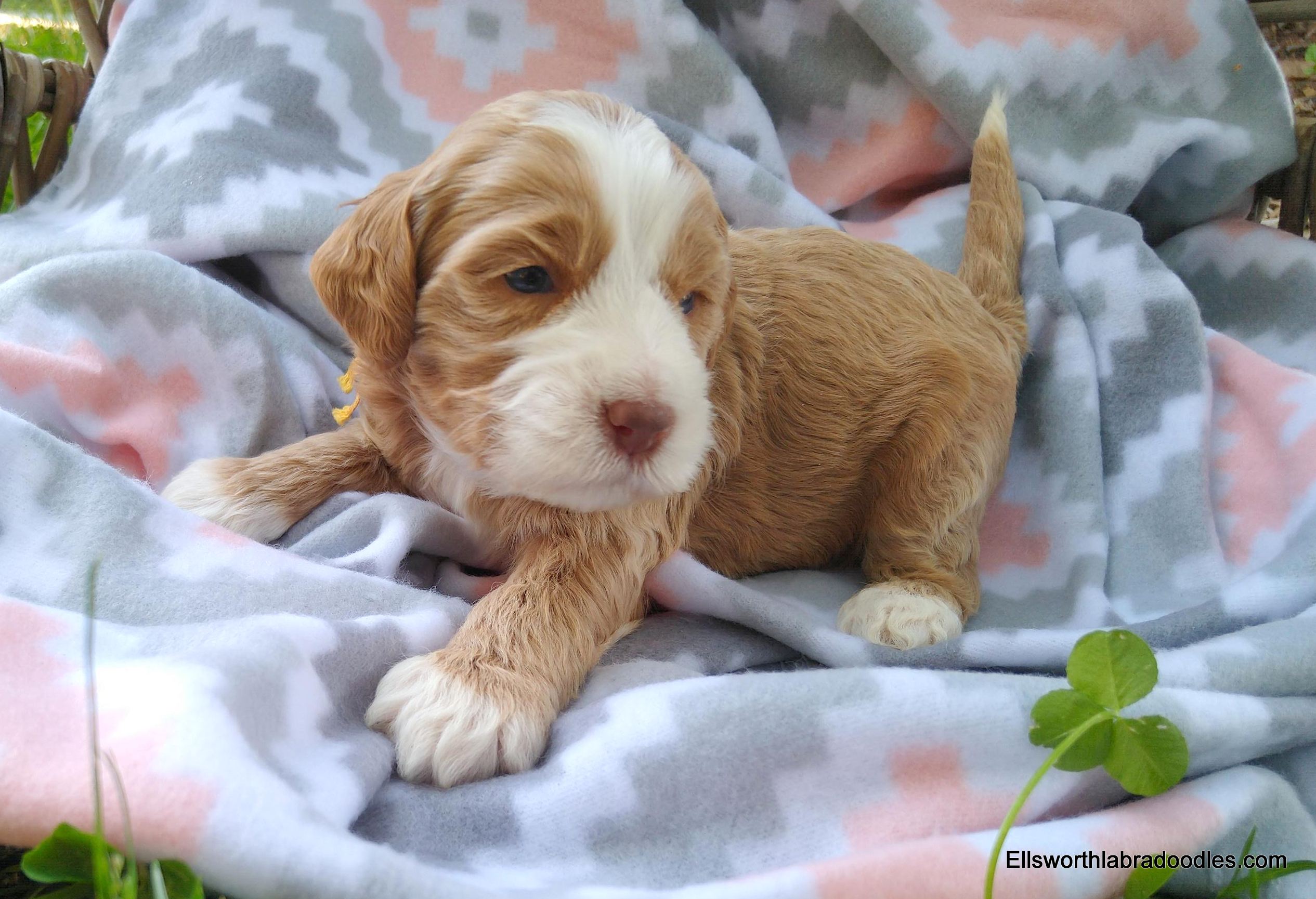 3 weeks old