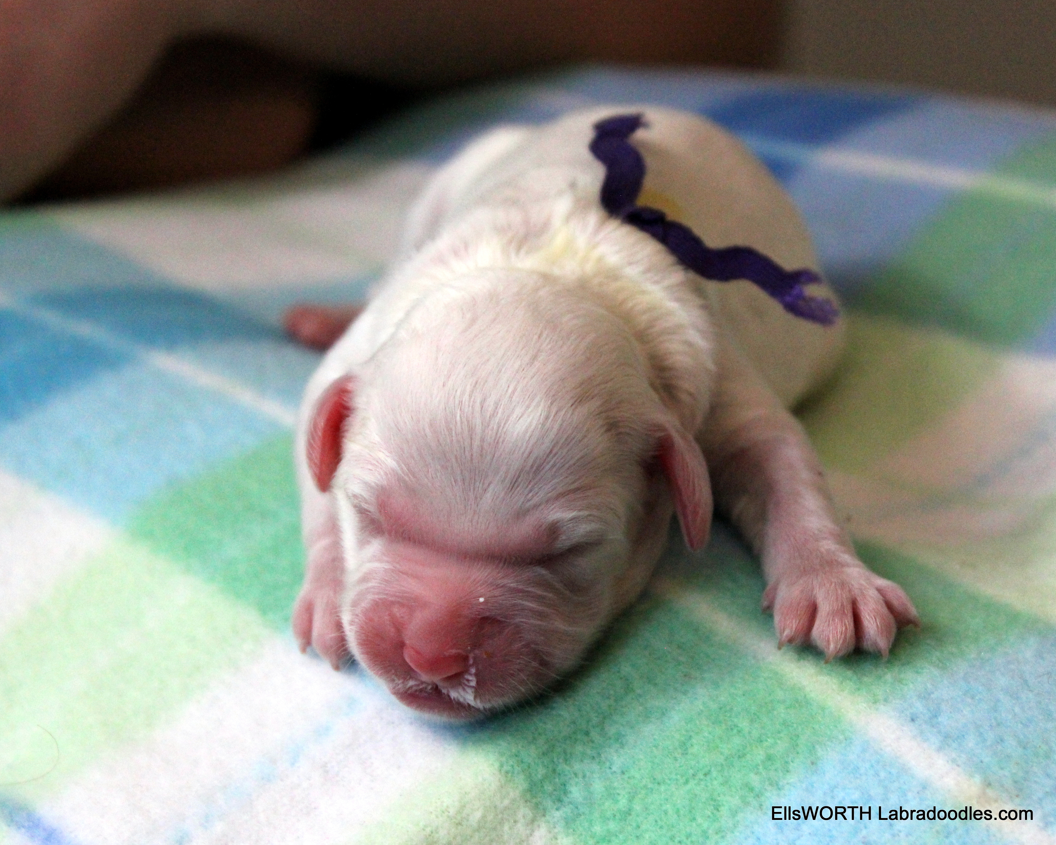 the white puppies might be