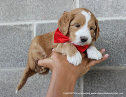 5 weeks old weighs 5.2 lbs