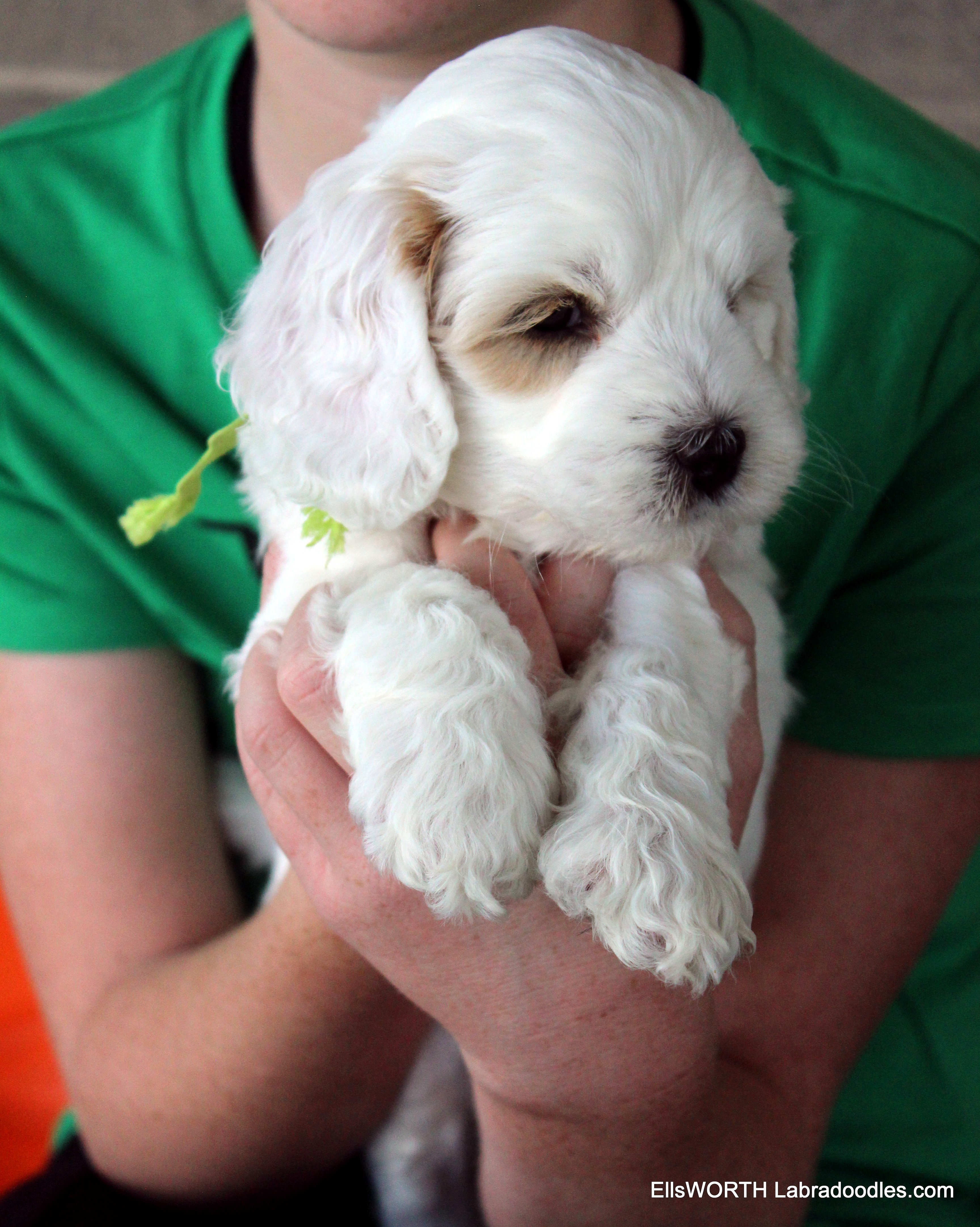 6 weeks old weighs 4.0 lbs
