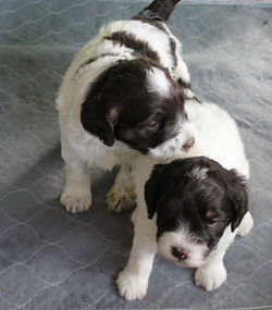 Playing on the floor out of the weaning box