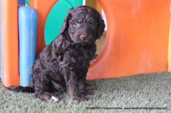 5 weeks old weighs 4.13 lbs