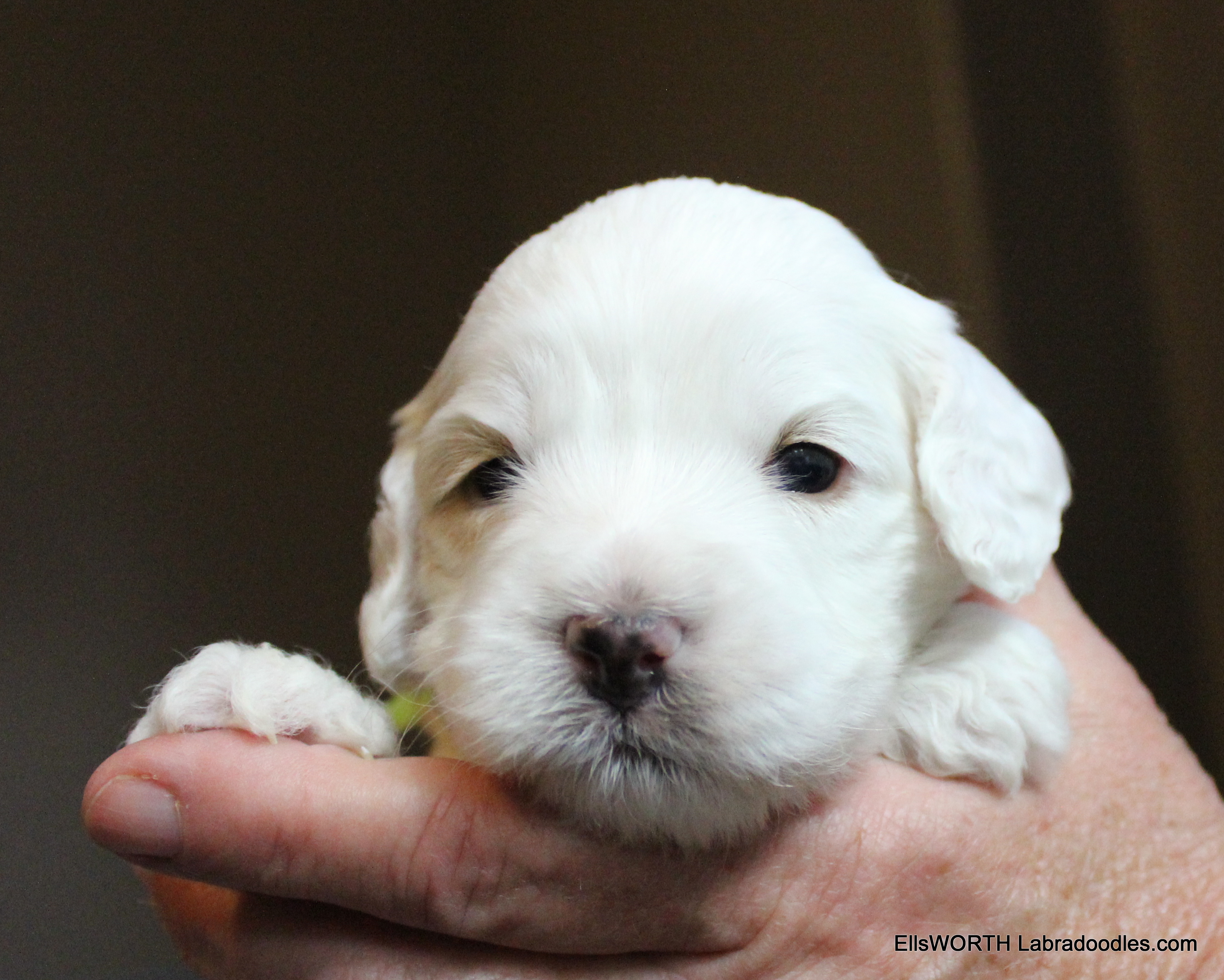3 weeks old weighs 1.93 lb