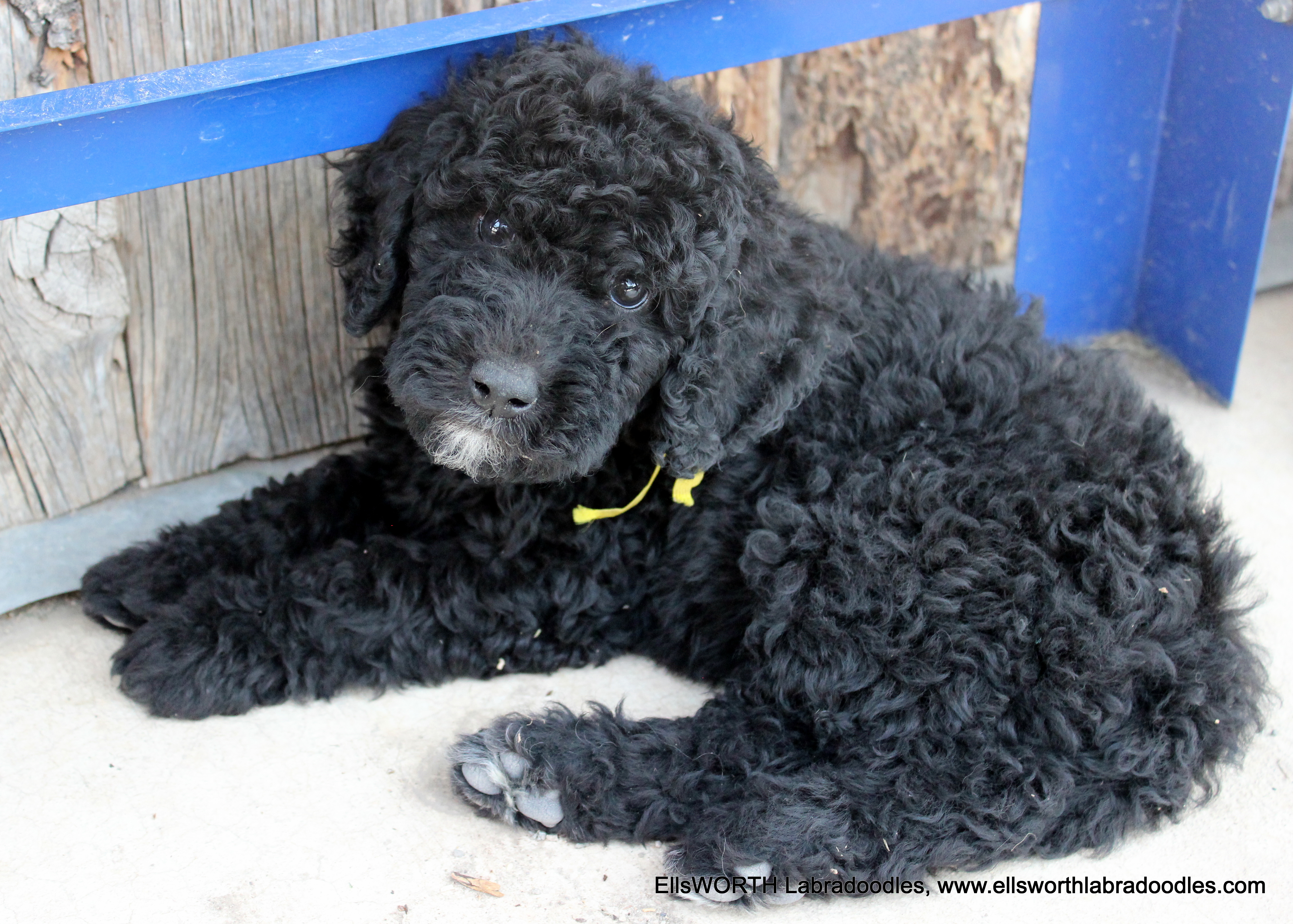 8 weeks old weighs 6.10 lbs,