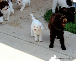 the older puppies are learning