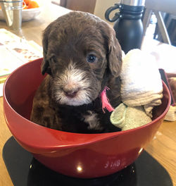 4 weeks old weighs 3.14 lbs