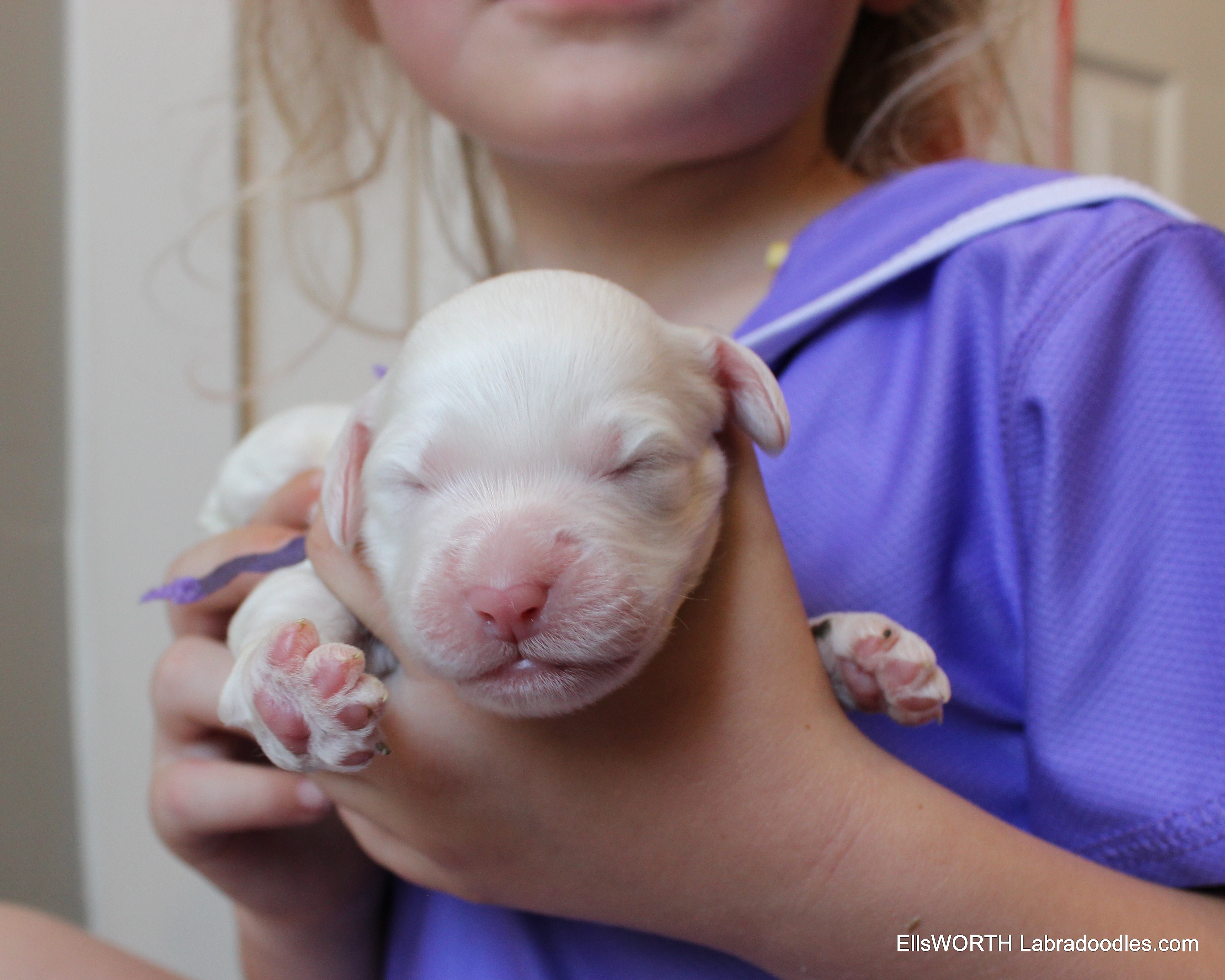 1 week old weighs 1.07 lbs