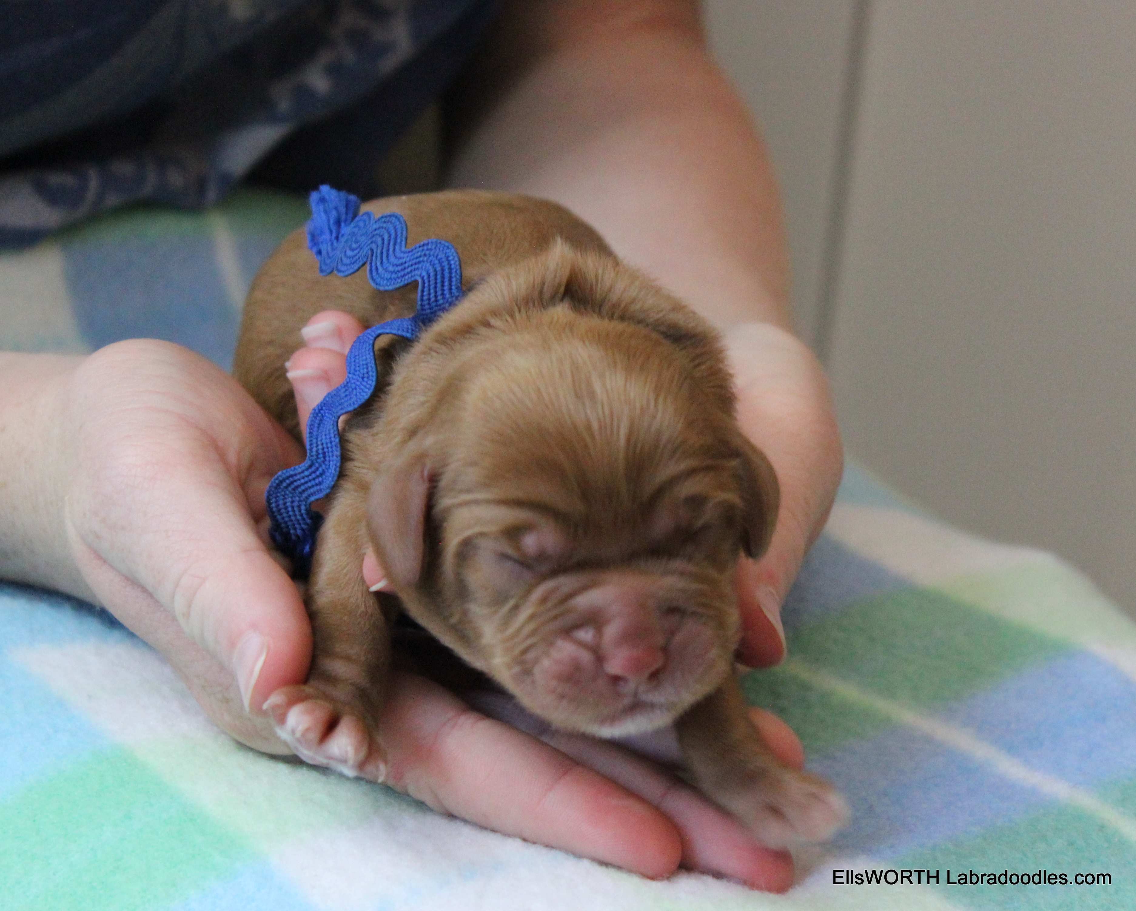 He was the 5th puppy born