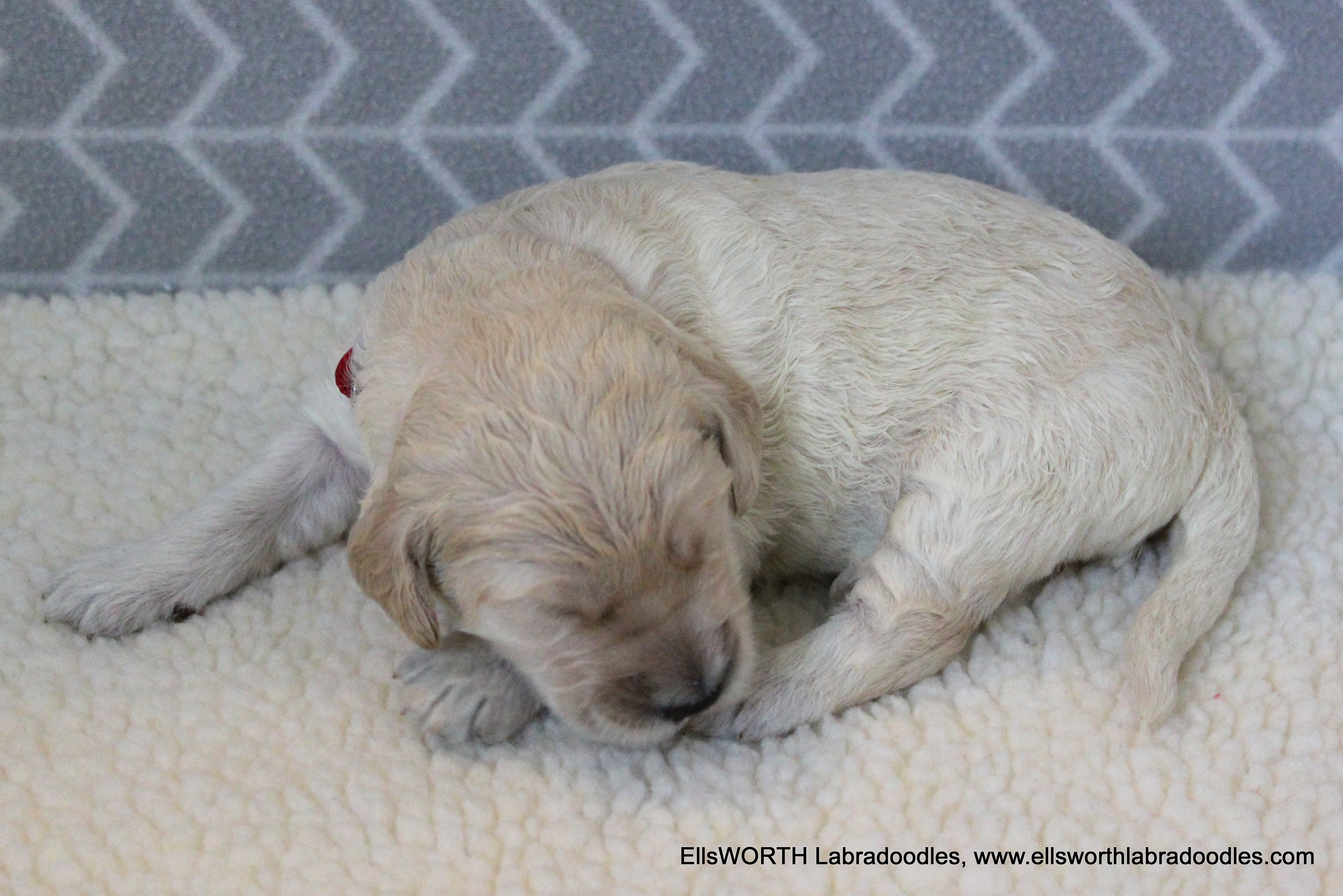 2 week old weight: 2.46 lbs
