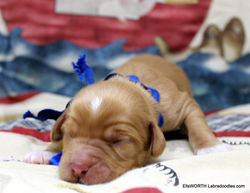 1 week old weighs 1.01 lbs