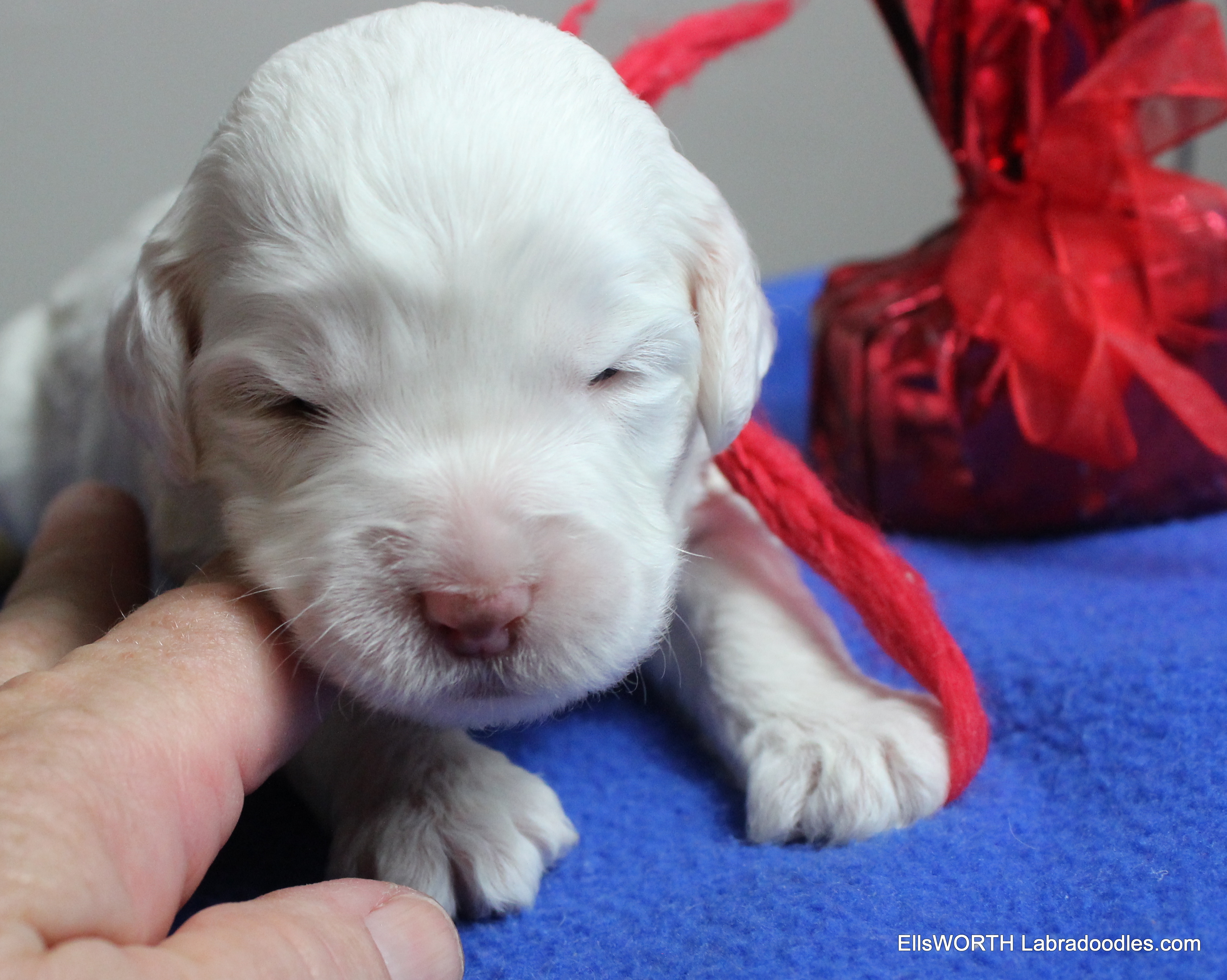 2 weeks old weighs 1.53 lbs
