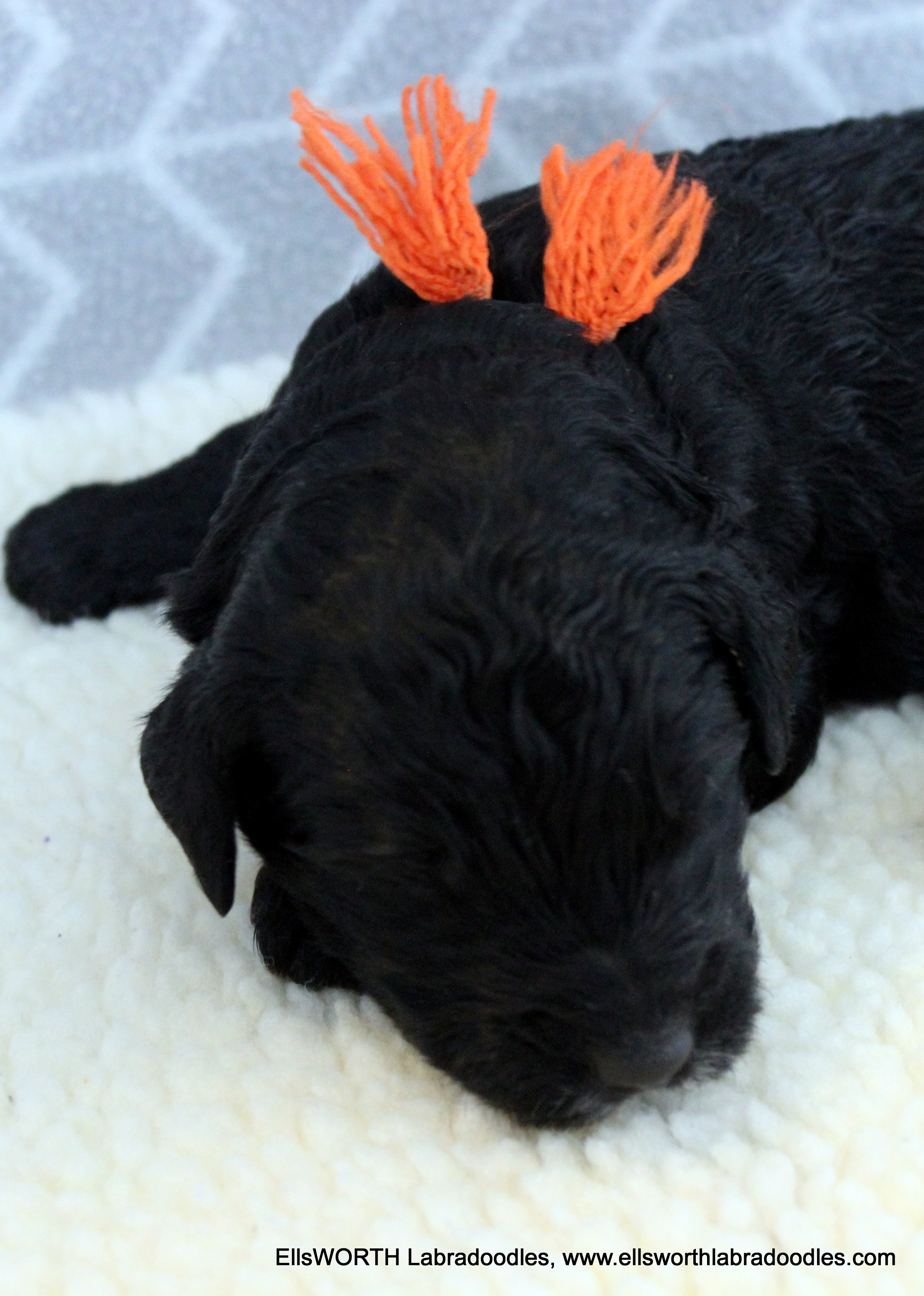 2 weeks old