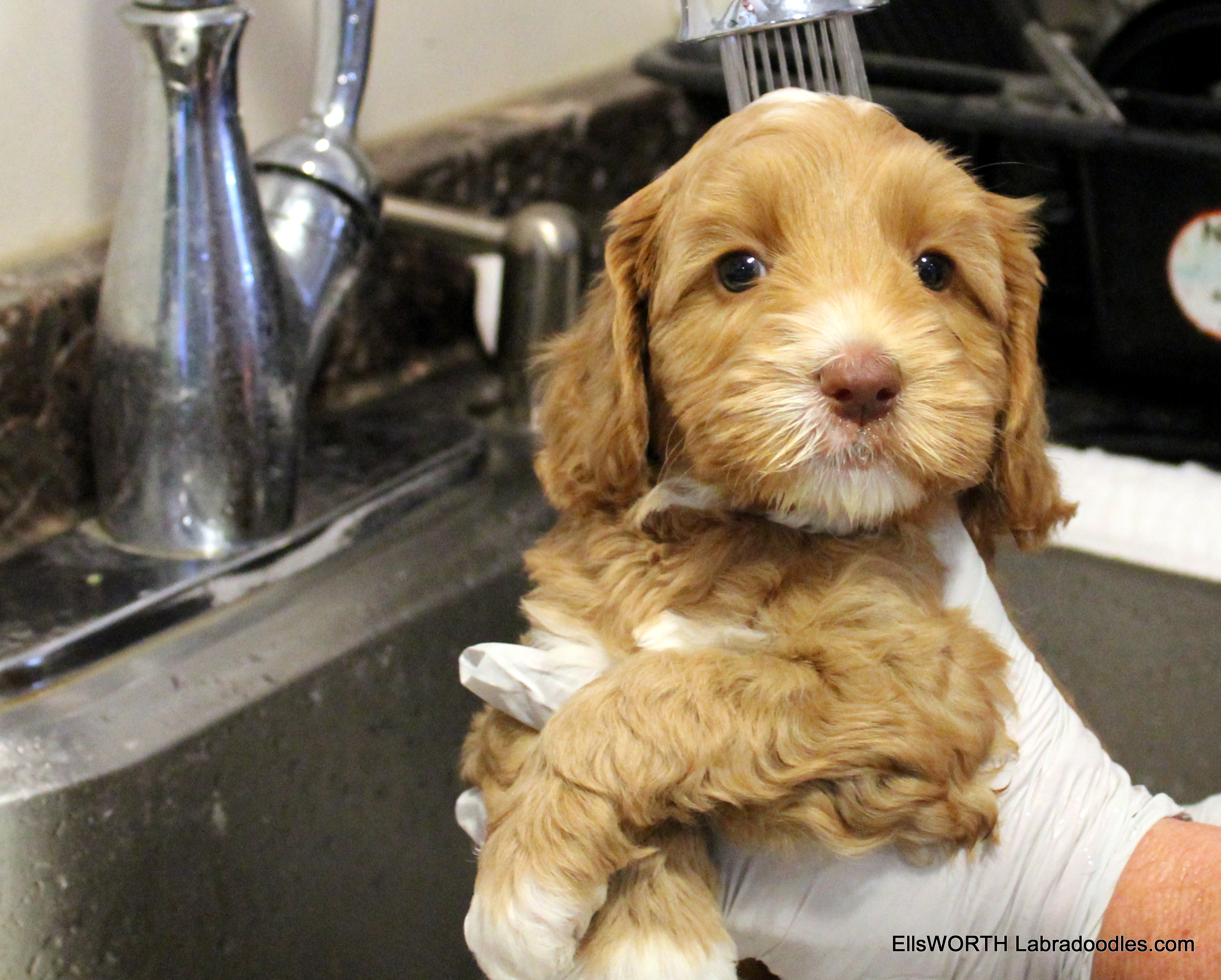 6 weeks old weighs 4.8 lbs