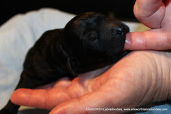 1 day old weight 15.59 oz.