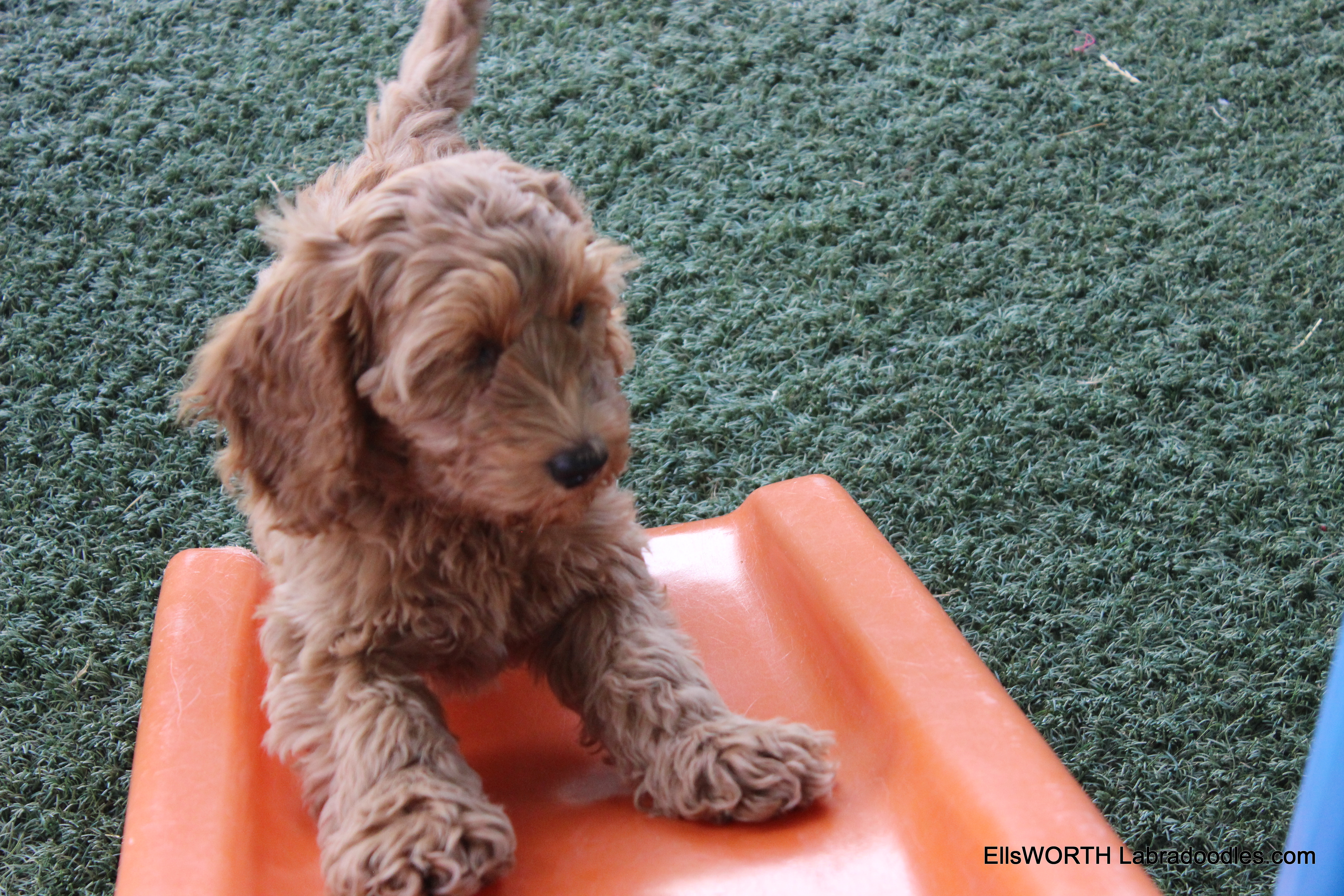 12 weeks old weighs 10.14 lbs