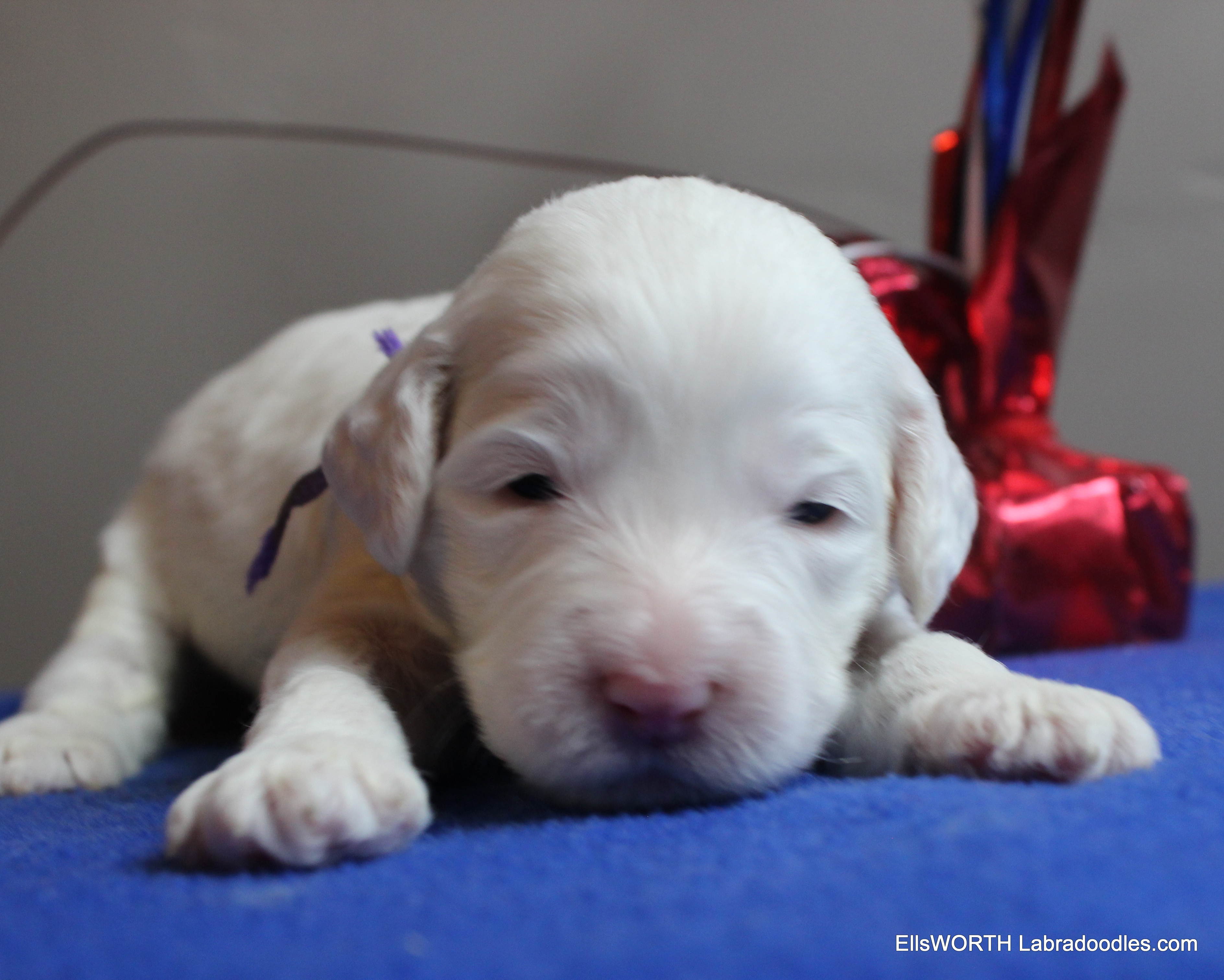 2 weeks old weighs 1.74 lbs