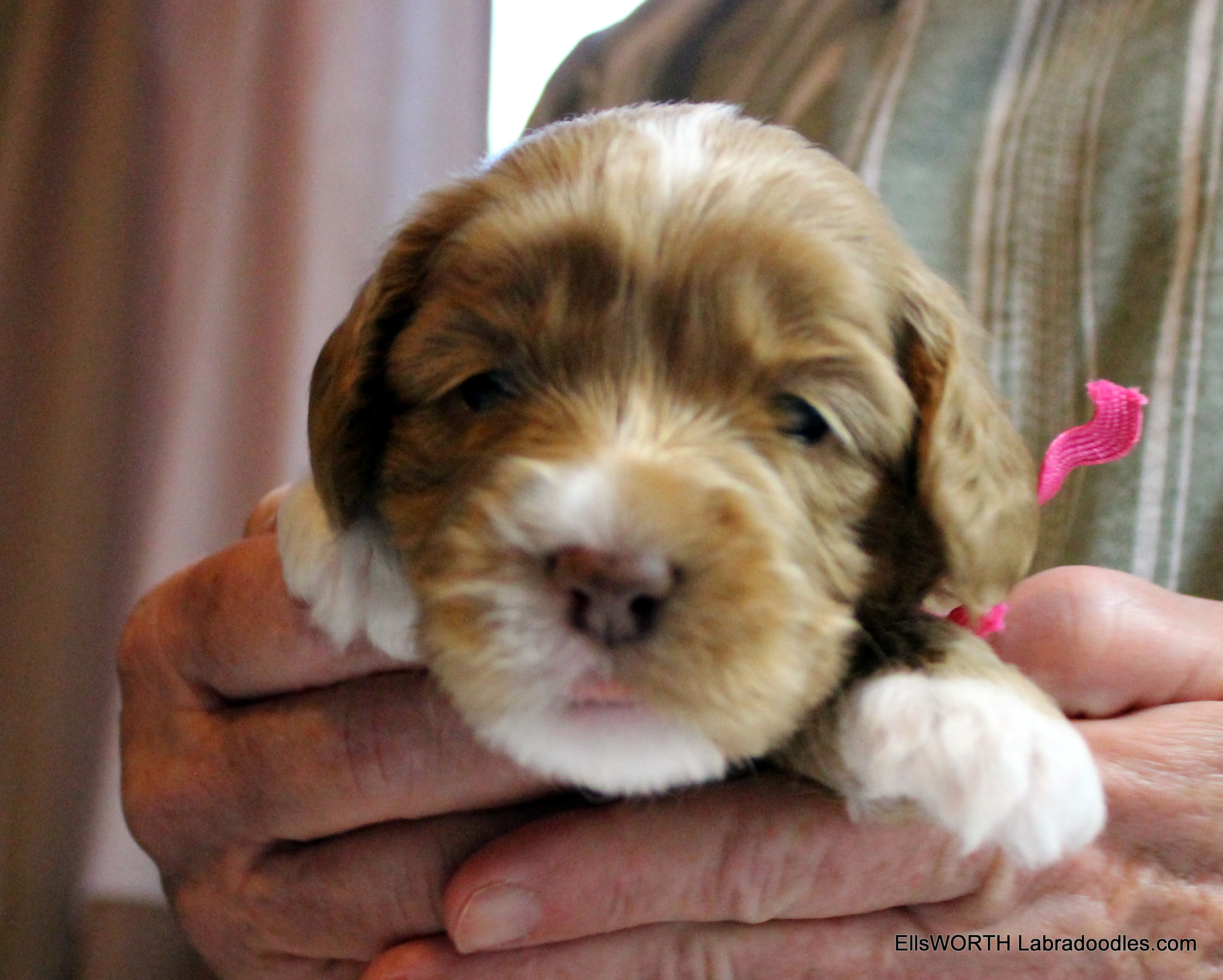 3 weeks old weighs 2.23 lbs