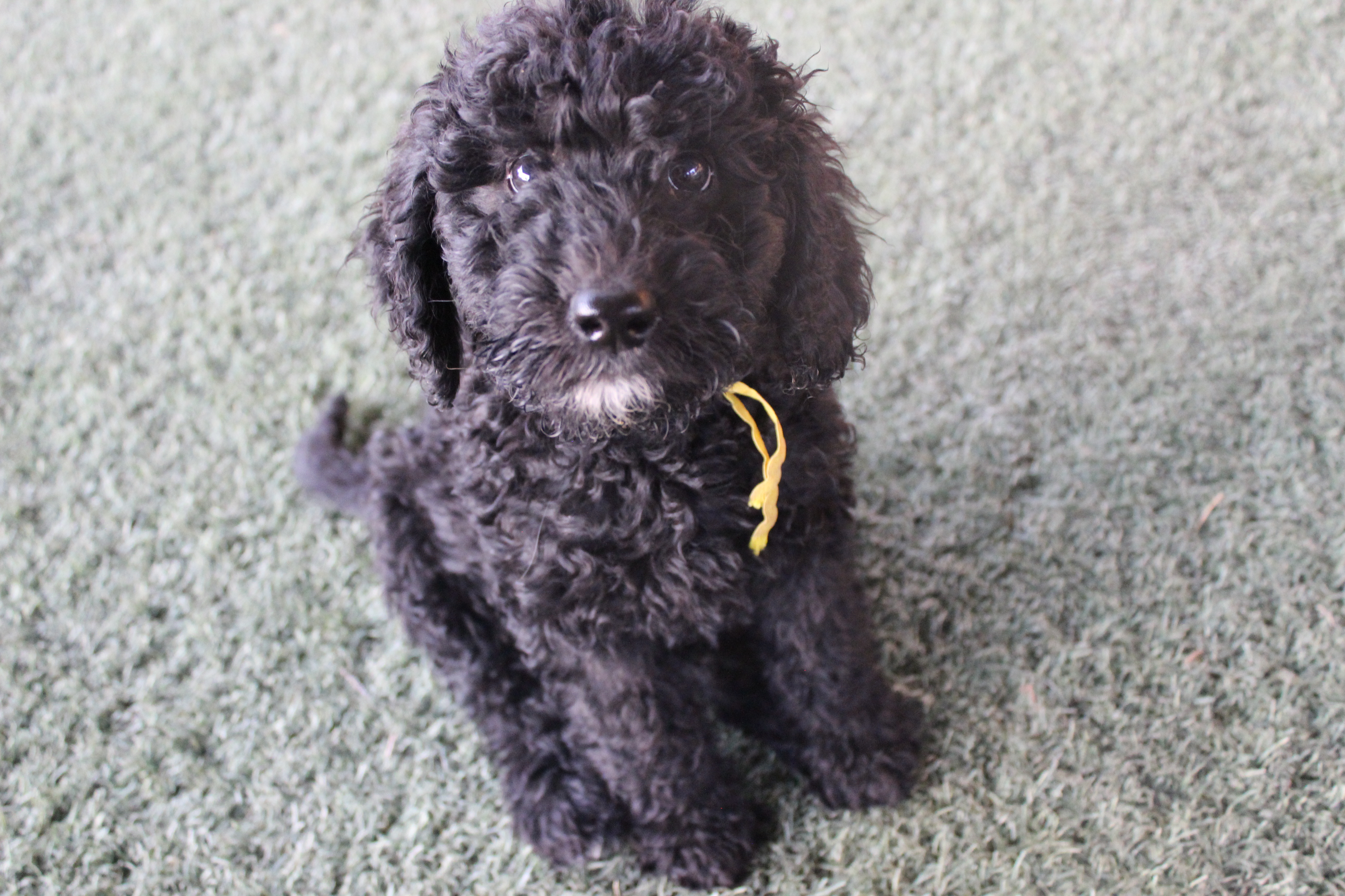 curly and so sweet