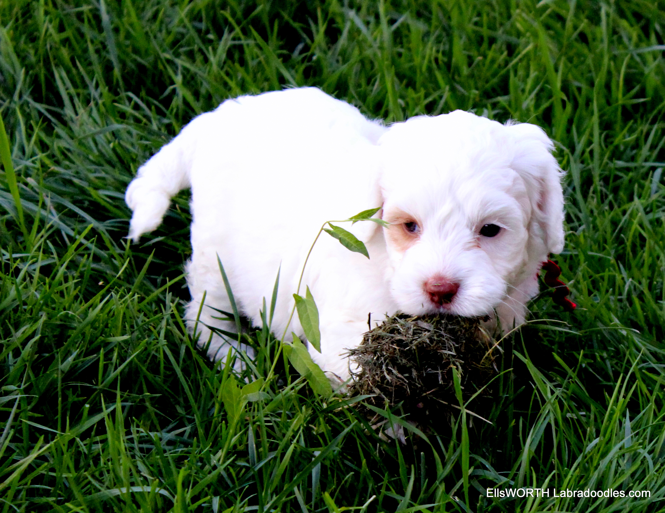 spunky and playful