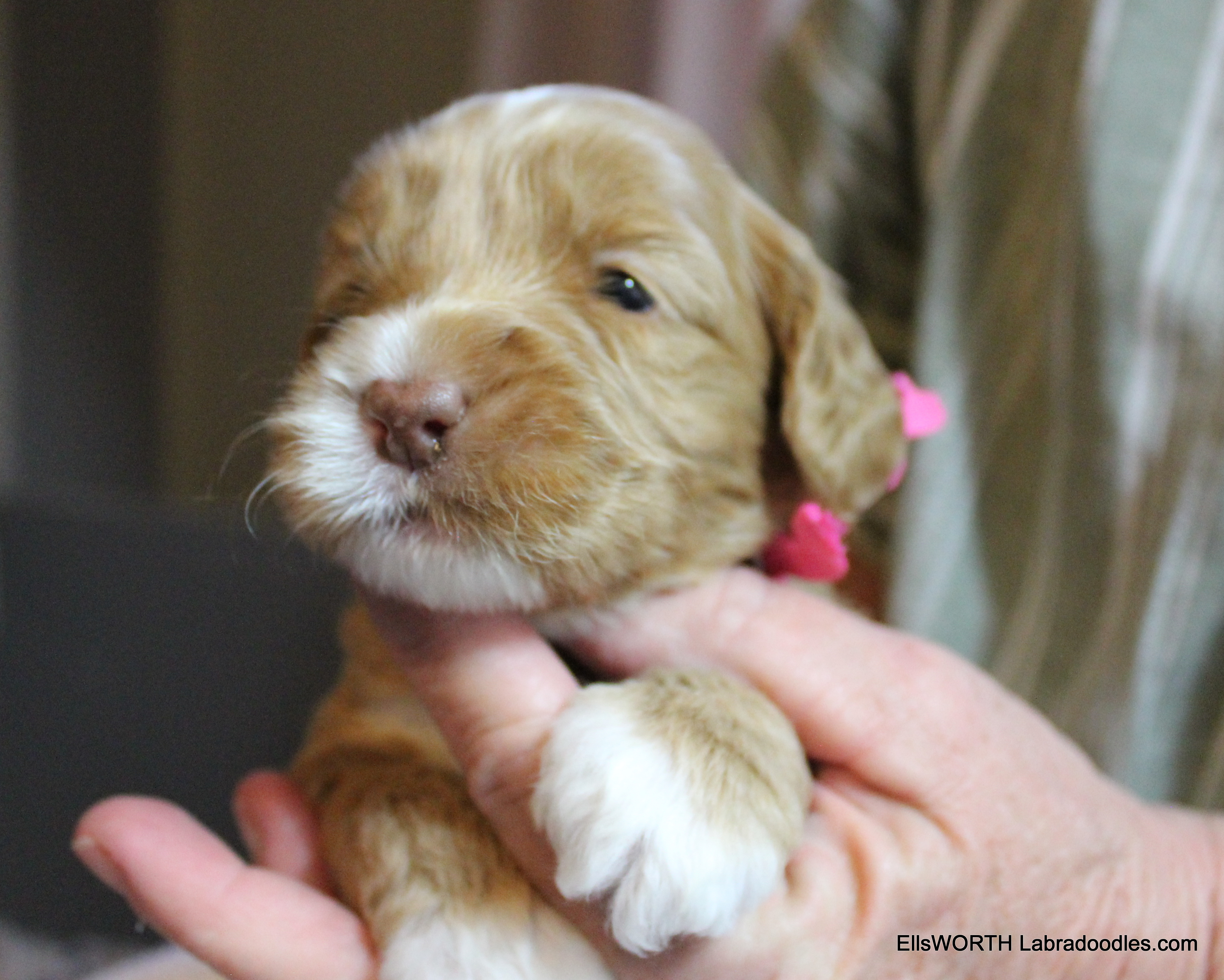 she has the most white markings