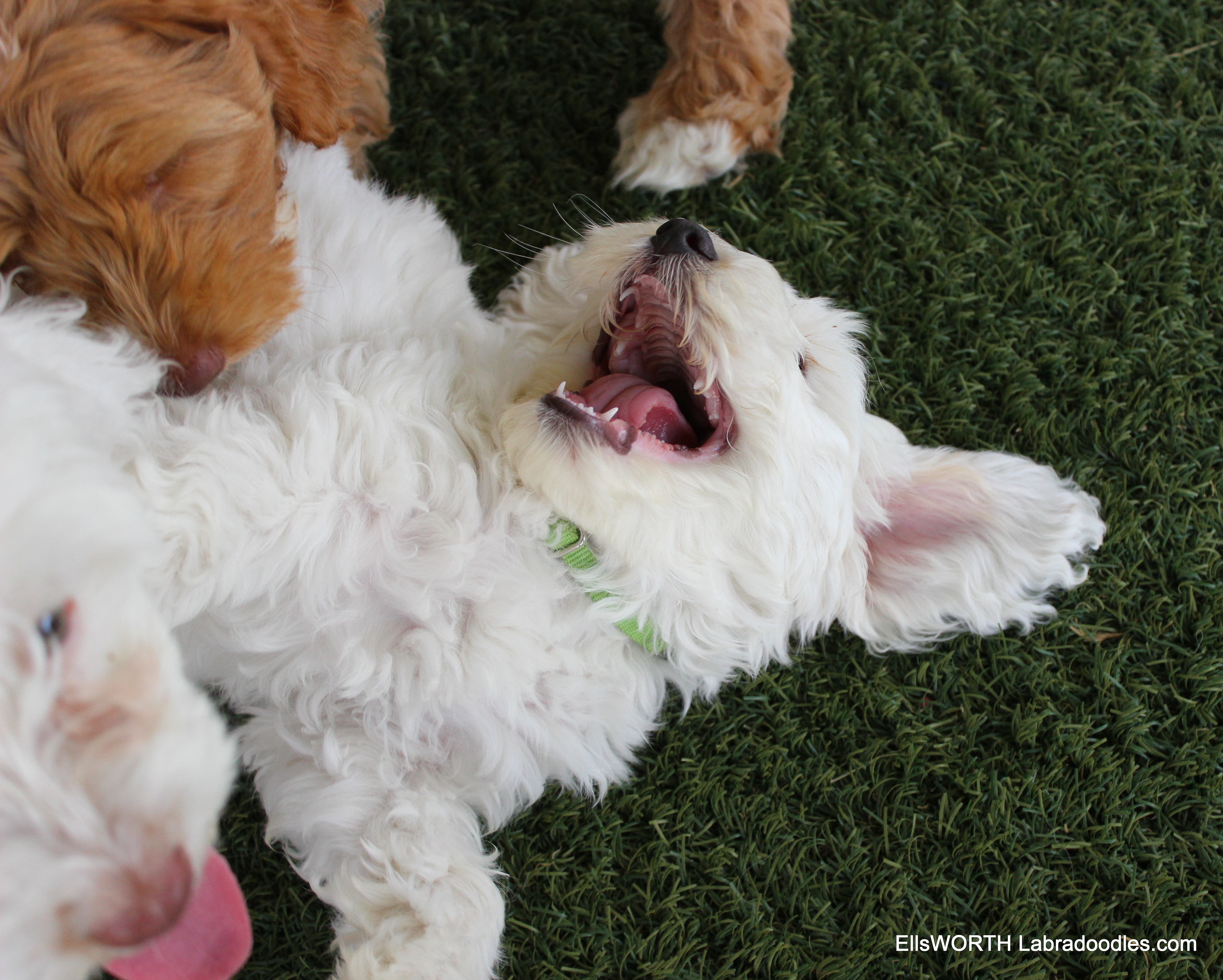 playful too