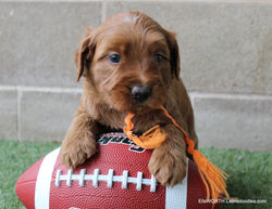 playful, quick smart